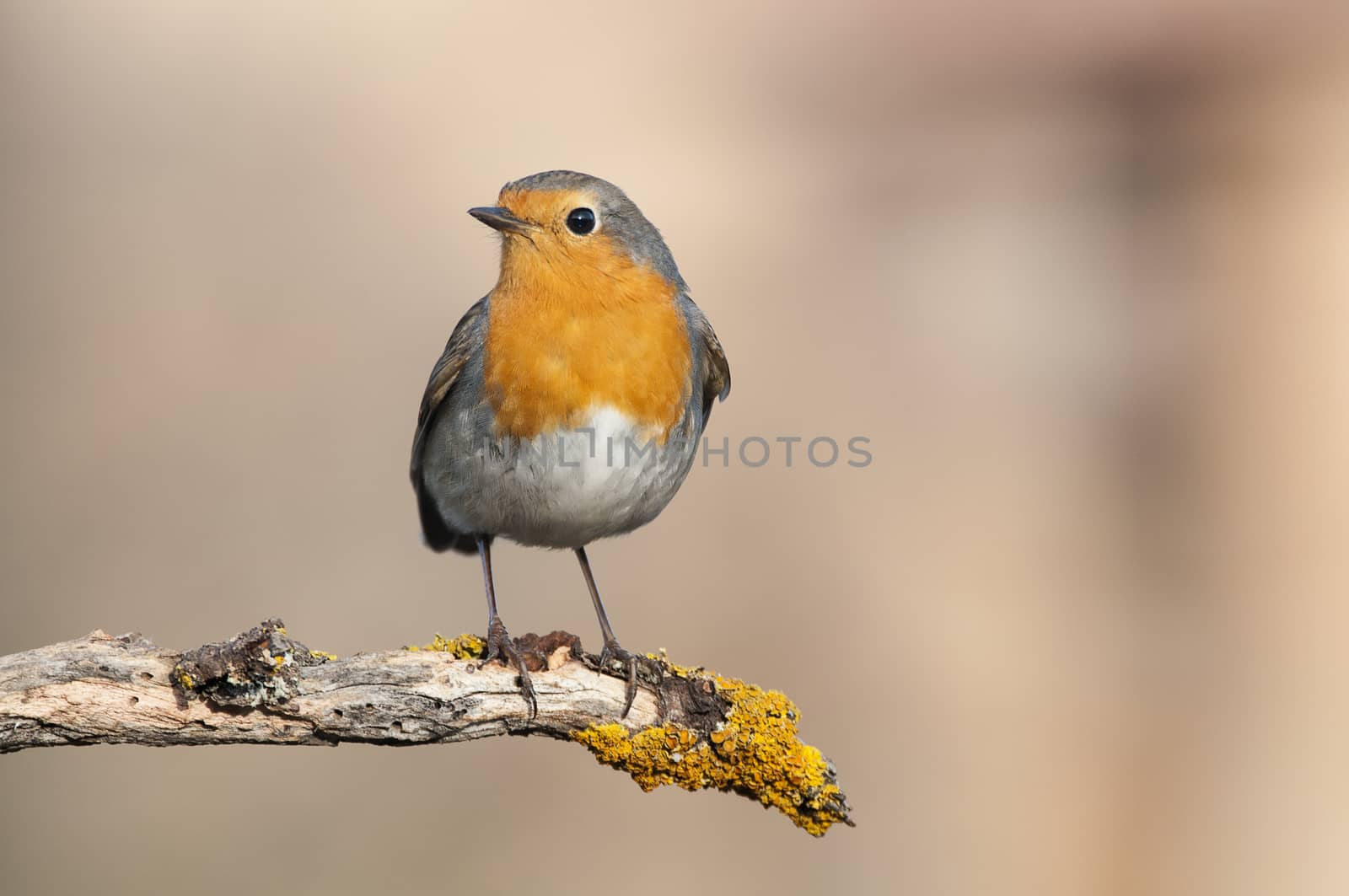 Robin - Erithacus rubecula, standing on a branch