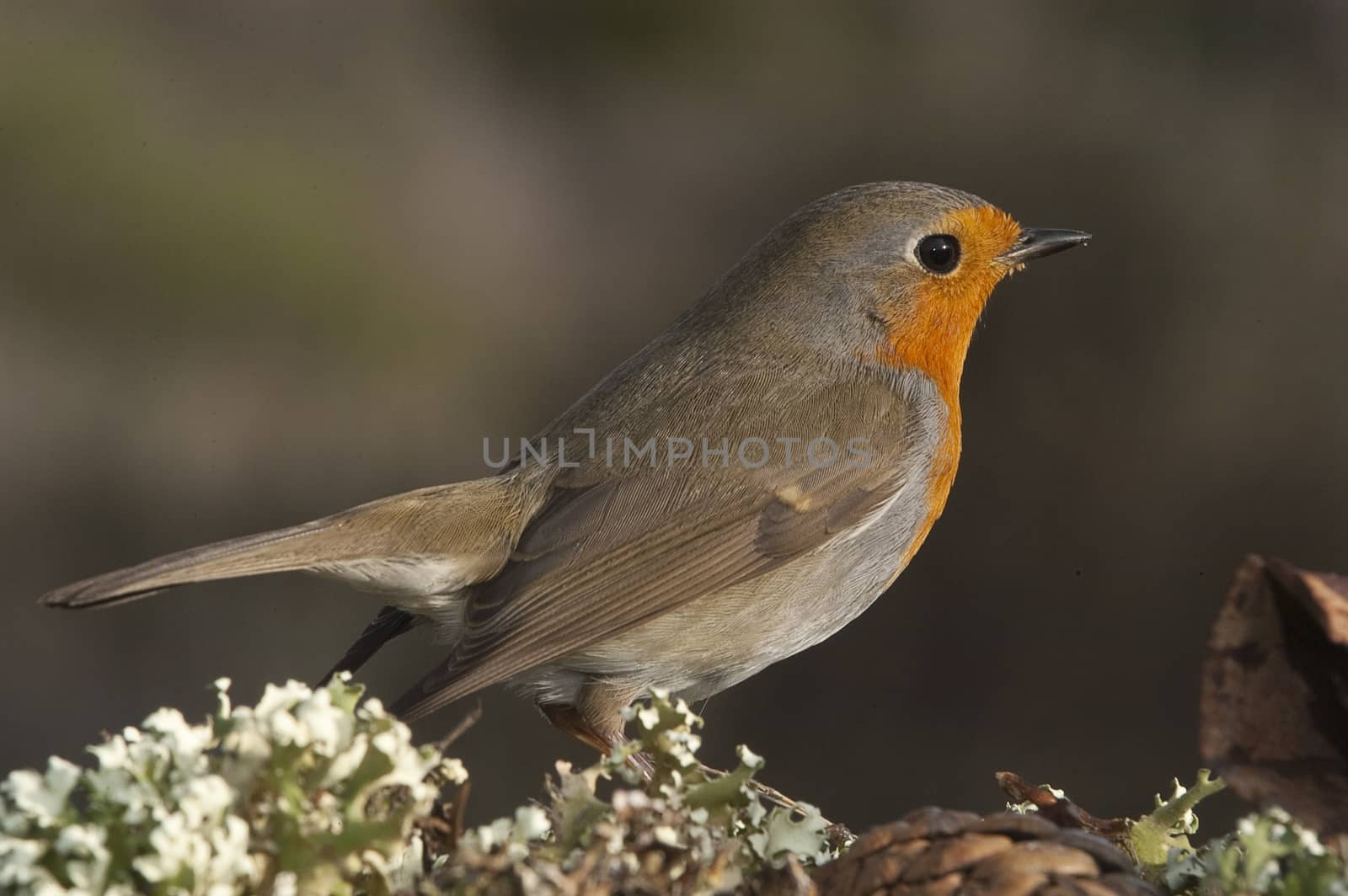 Robin - Erithacus rubecula, standing on the ground