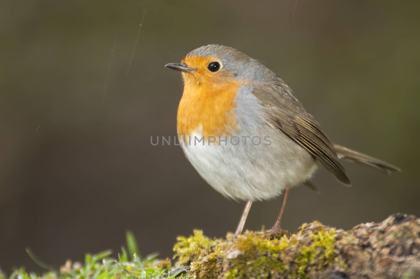 Robin - Erithacus rubecula, standing on the ground