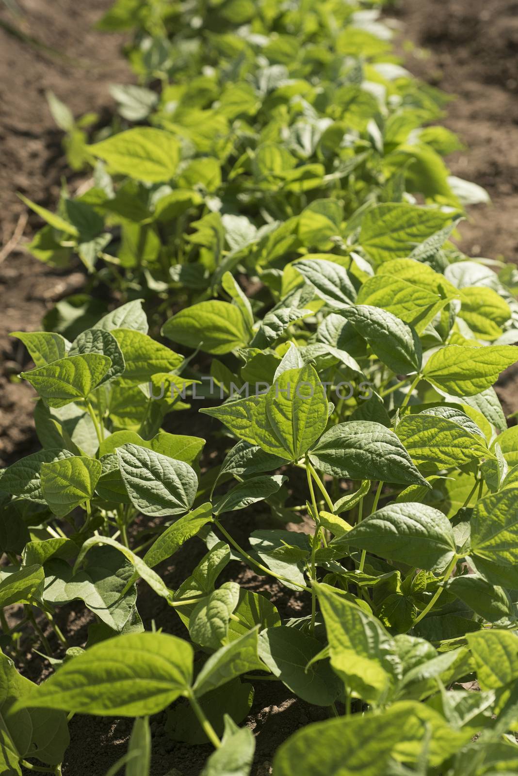 Bean plants in the garden by jalonsohu@gmail.com