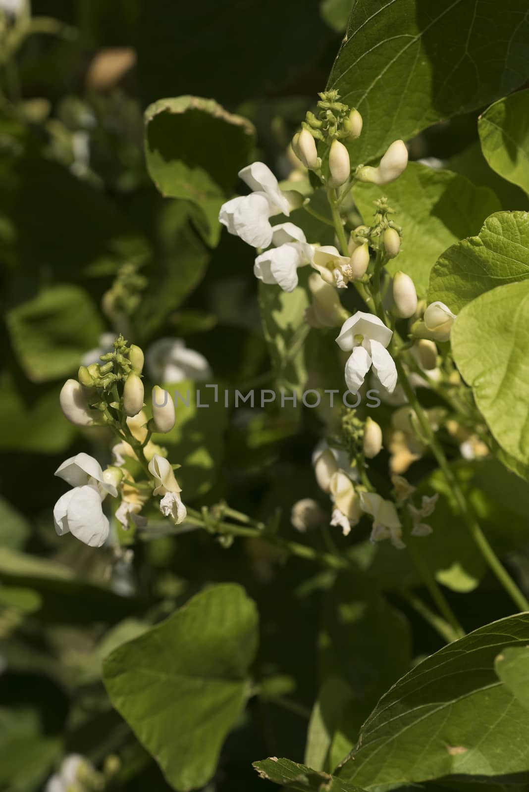 Bean plants in the garden, flower by jalonsohu@gmail.com