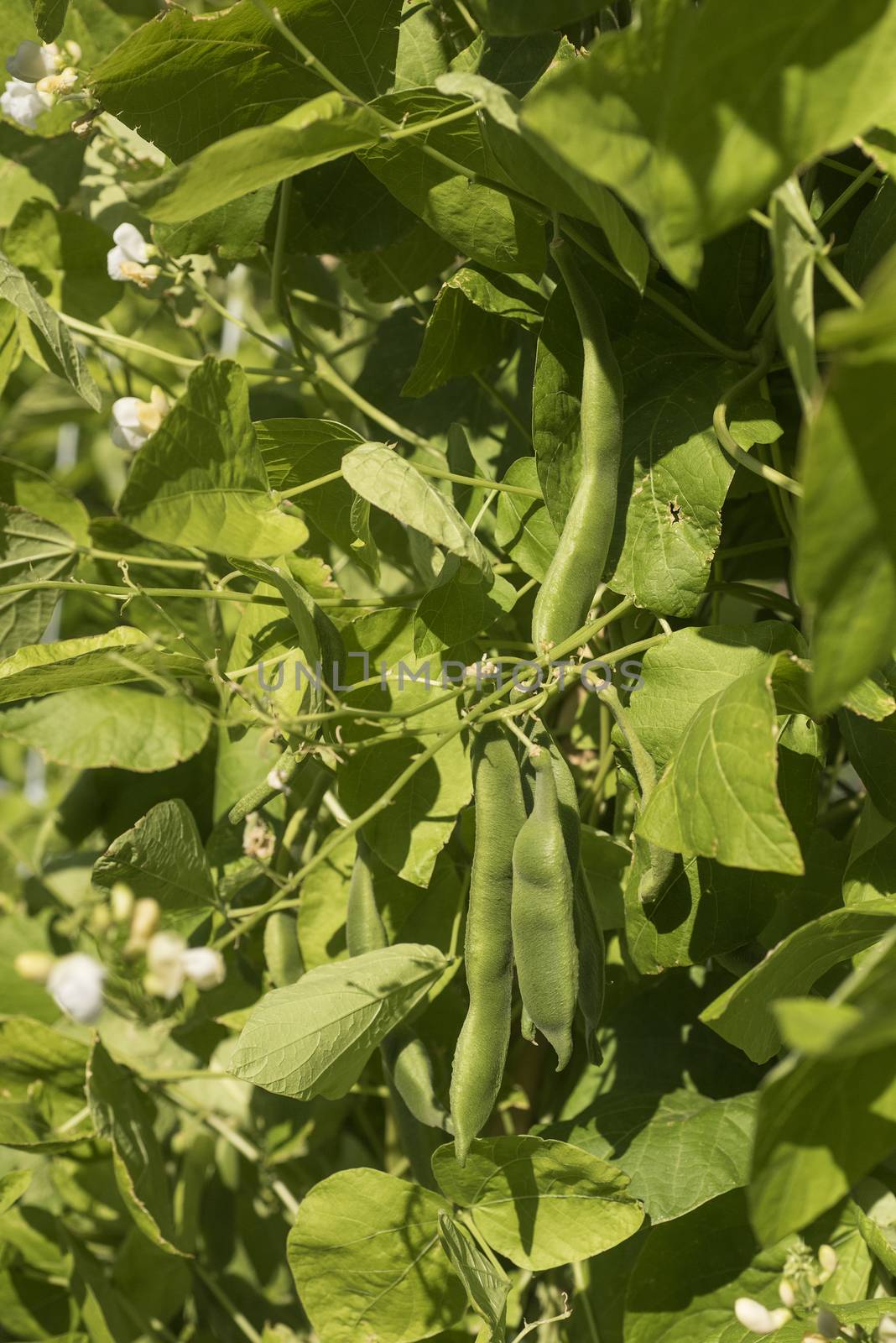 Bean plants in the garden by jalonsohu@gmail.com