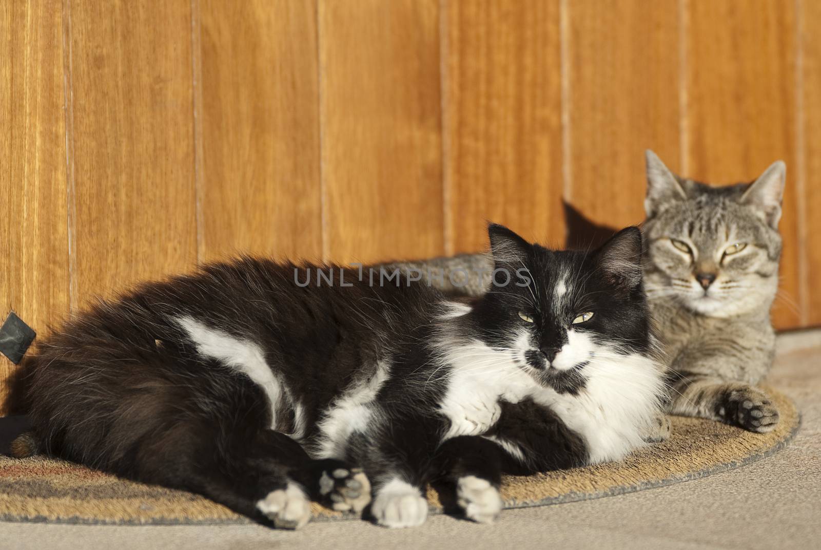 Cats lying resting on the doormat