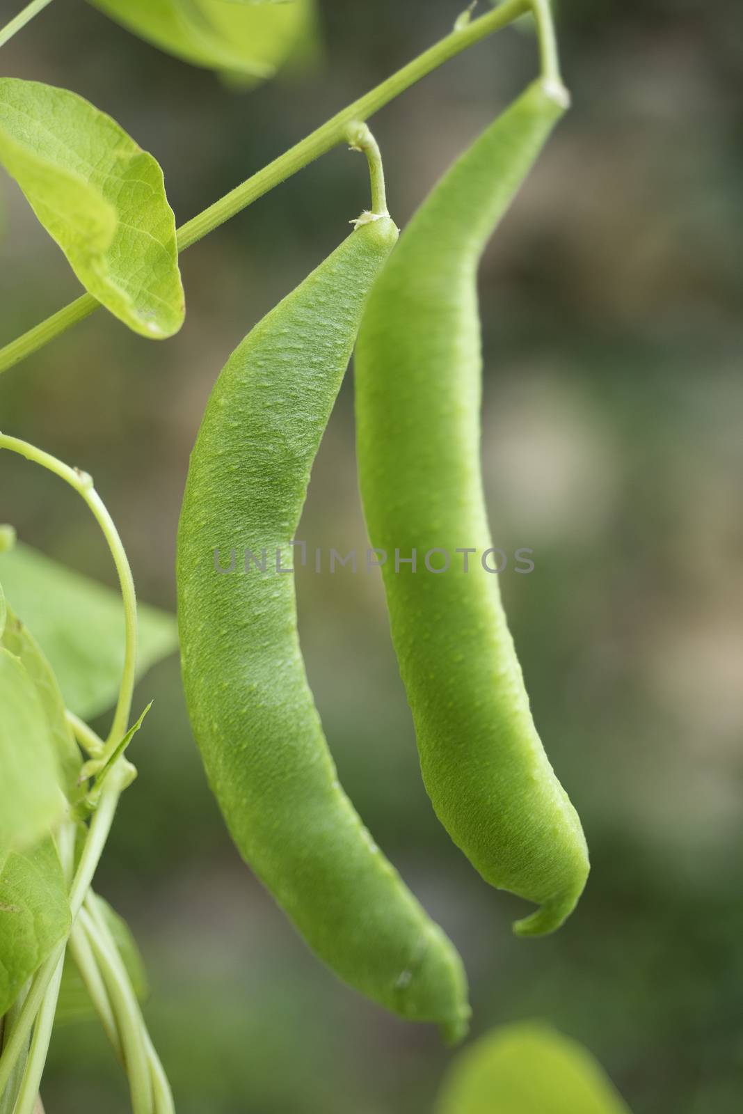 Bean plants in the garden, fruit, pod