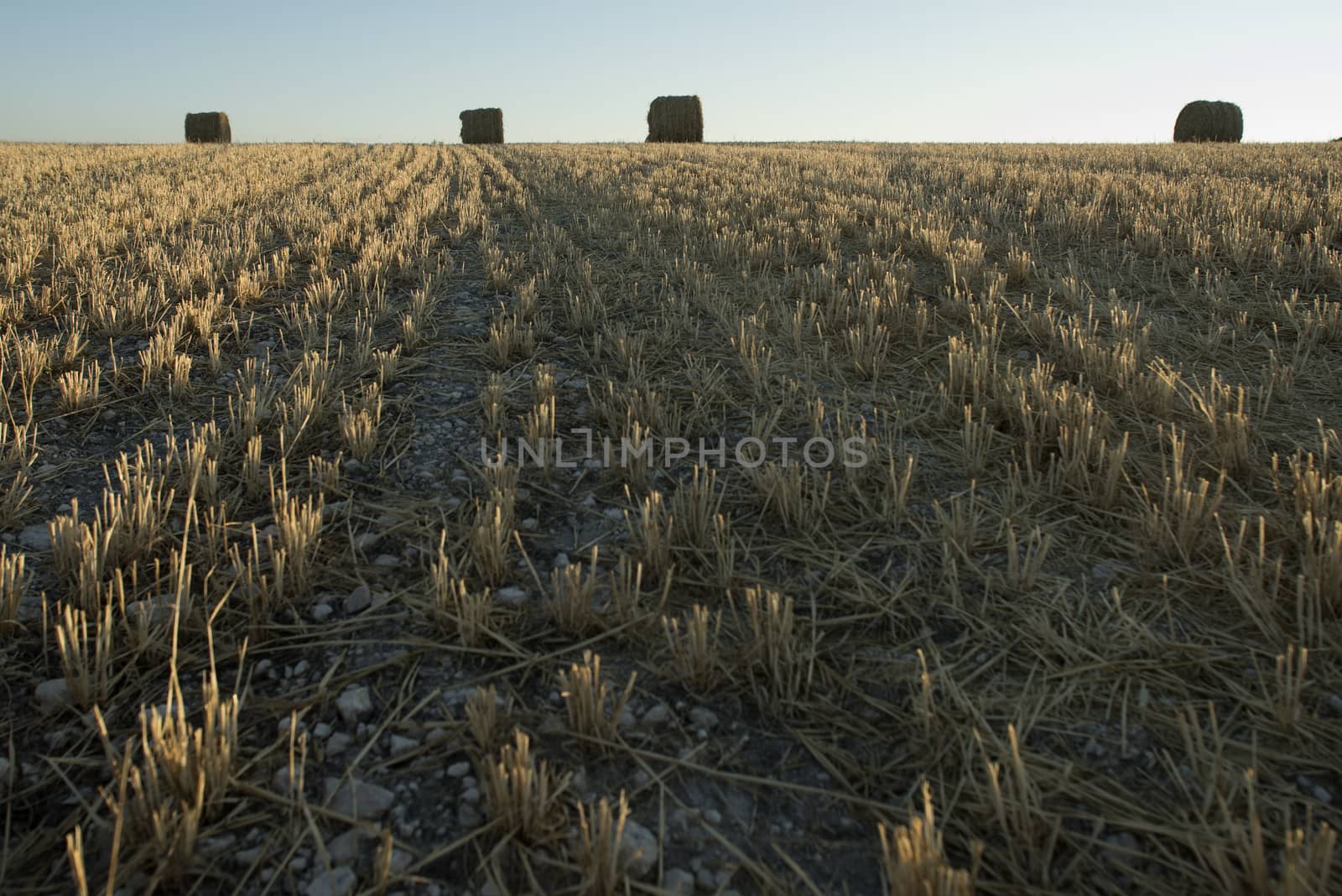 Cereal field, cereal collection, straw