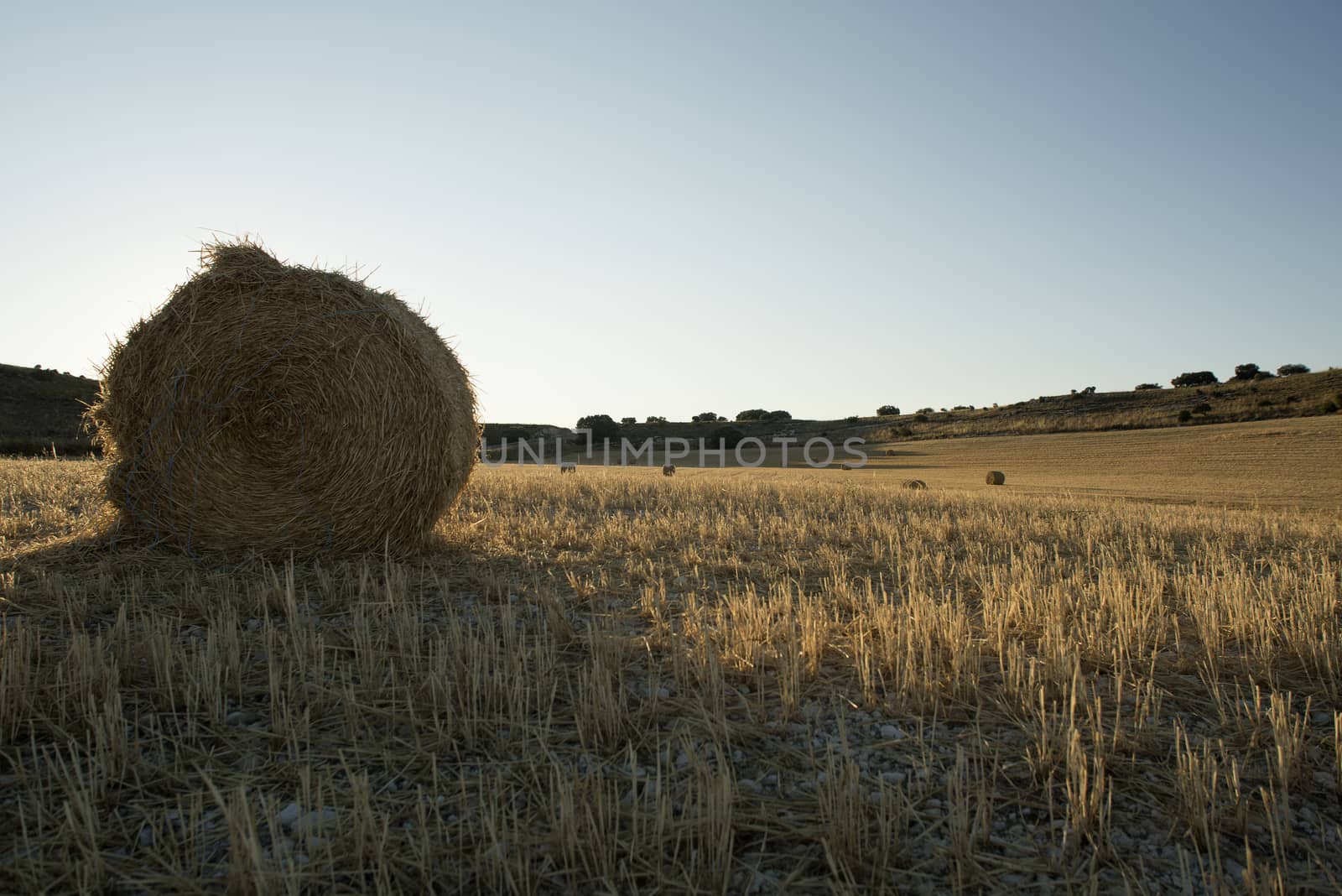 Cereal field, cereal collection, straw