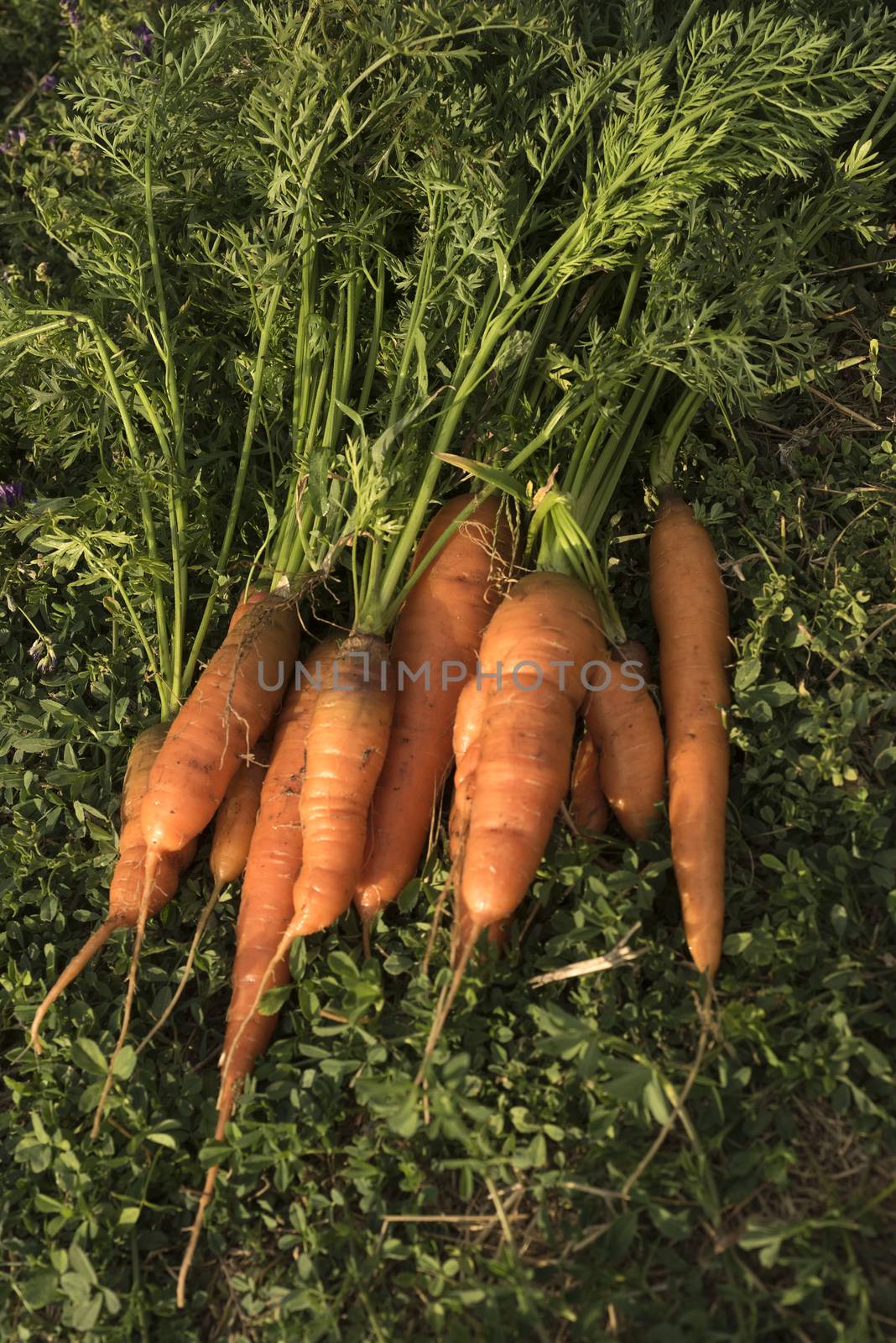 Fresh vegetables, Carrots, in the vegetable garden