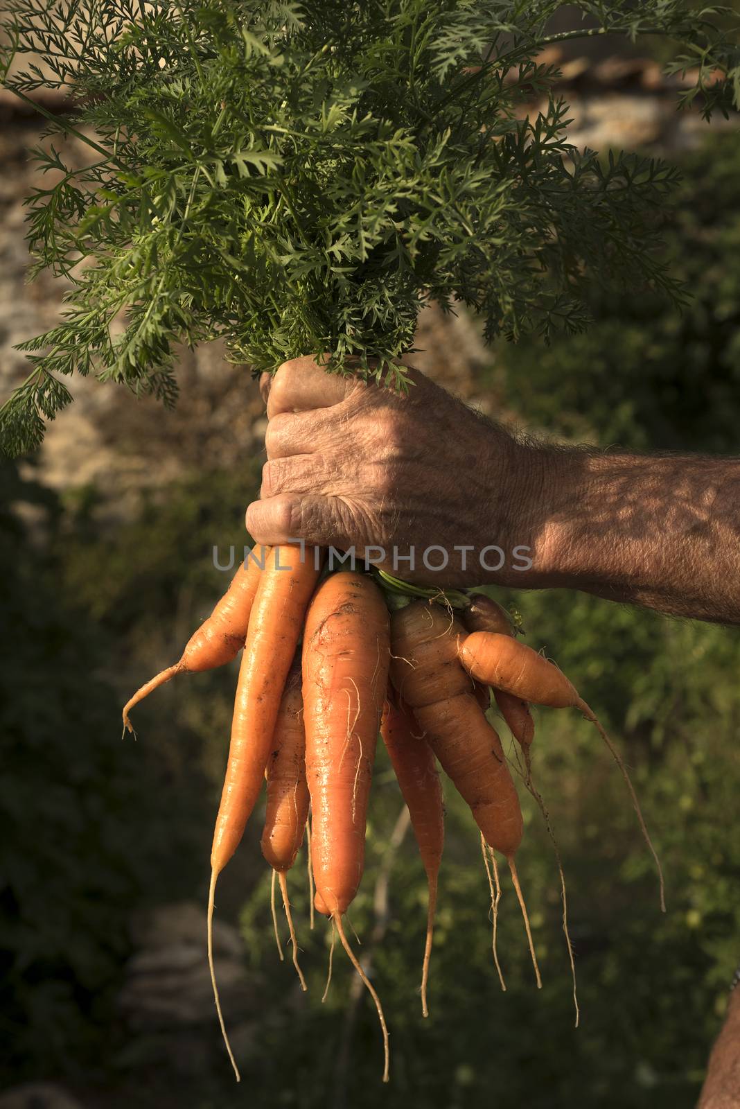 Fresh vegetables, Carrots, in the vegetable garden