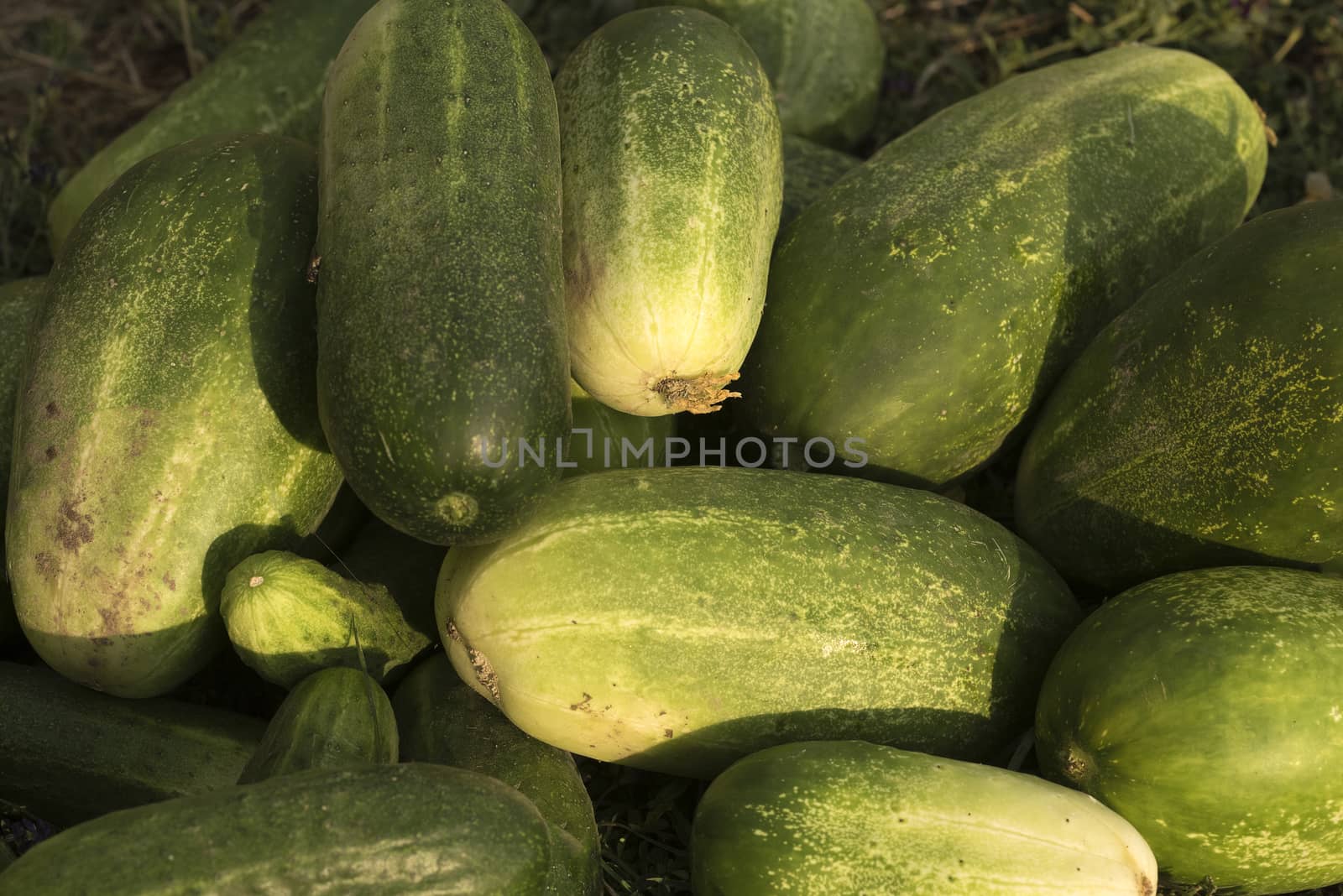 Fresh vegetables, cucumbers, in the vegetable garden
