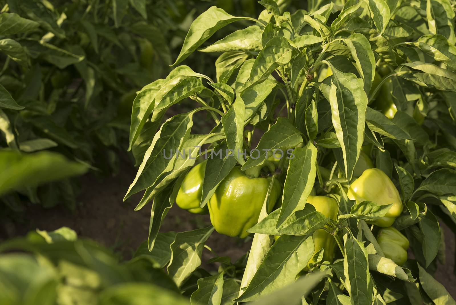 Fresh vegetables, green peppers, in the garden, plant and fruit by jalonsohu@gmail.com
