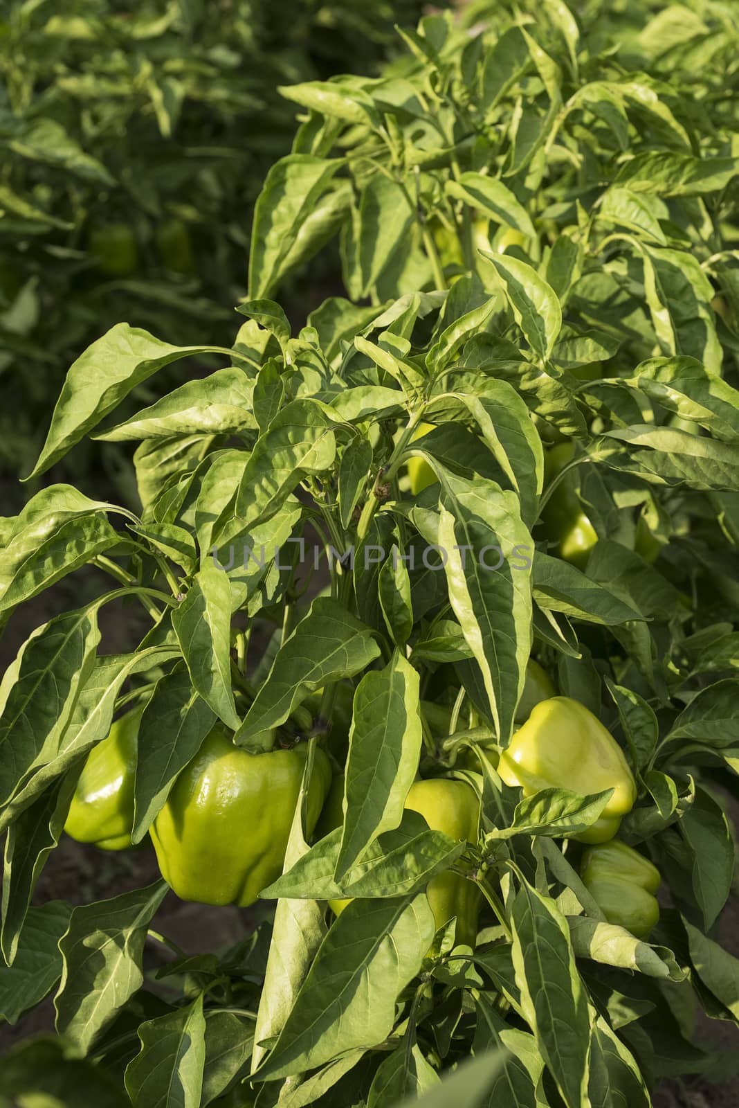 Fresh vegetables, green peppers, in the garden, plant and fruit