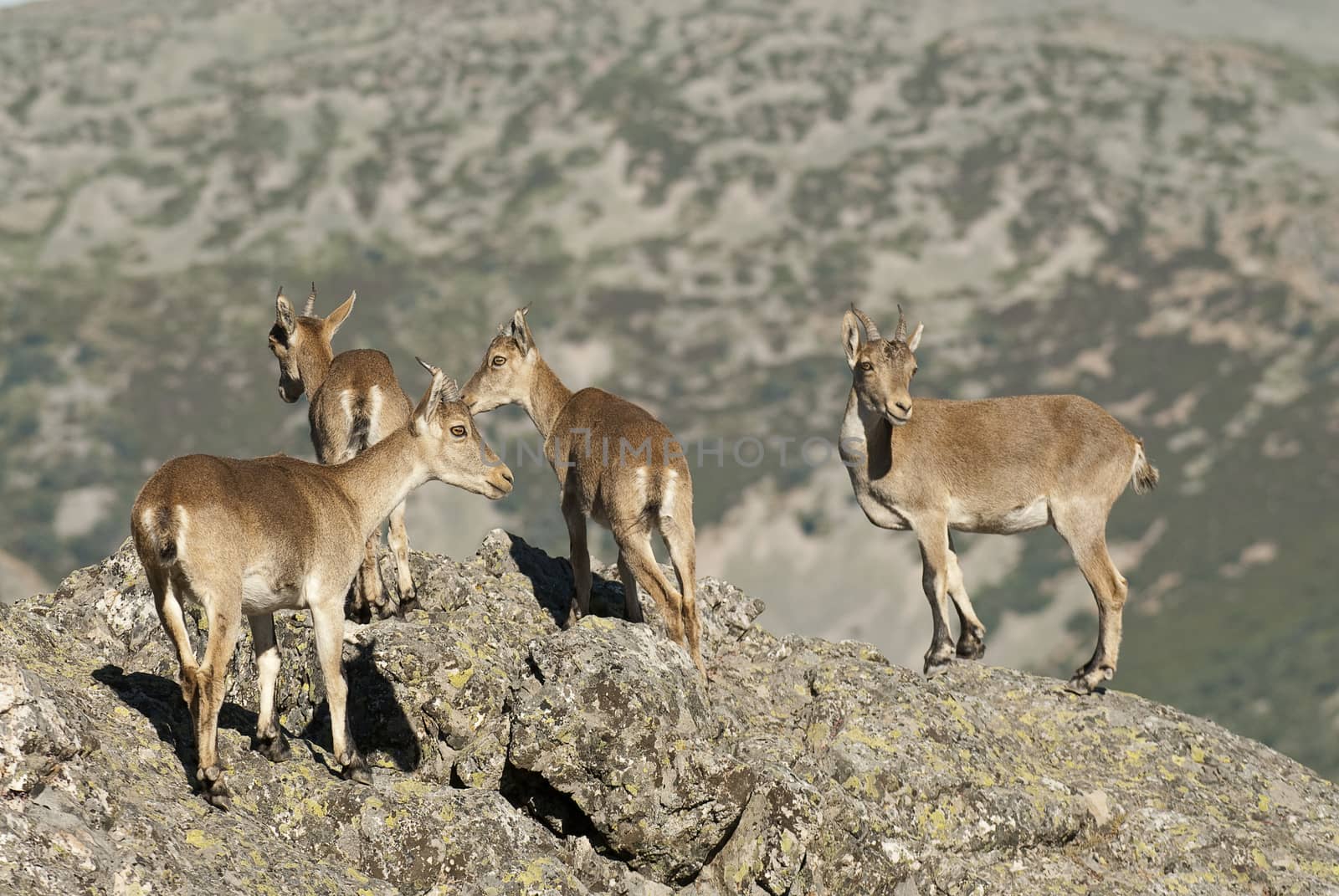 Goat Montés Ibérica, Capra pyrenaica, Iberian Ibex, Spain, on top of the rock, group