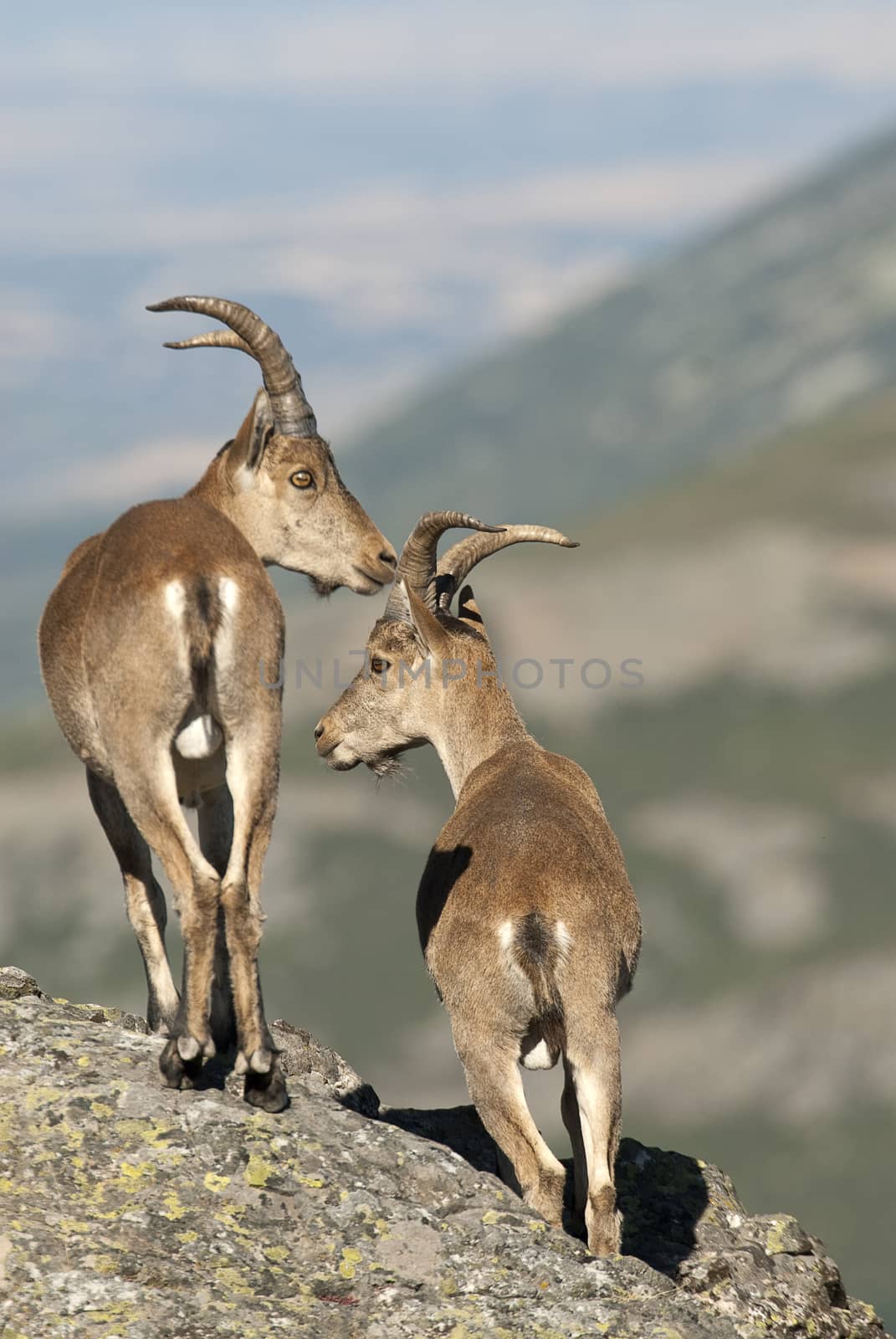 Goat Montés Ibérica, Capra pyrenaica, Iberian Ibex, Spain, on  by jalonsohu@gmail.com