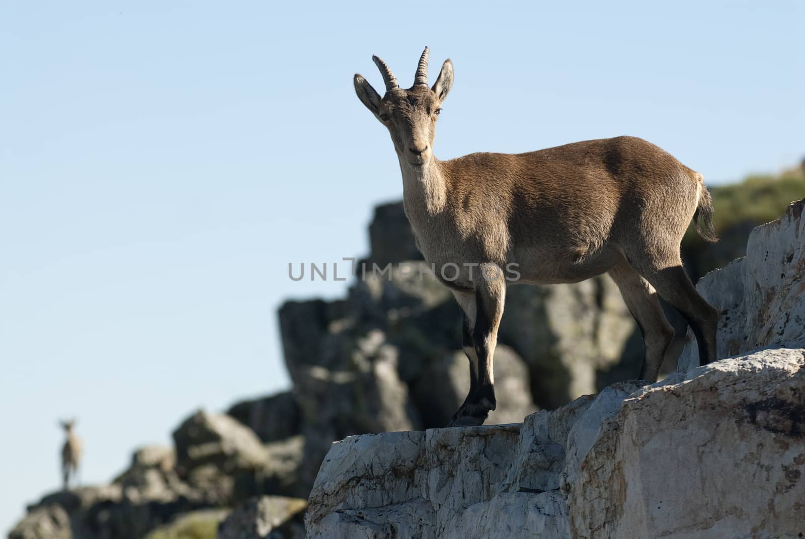 Goat Montés Ibérica, Capra pyrenaica, Iberian Ibex, Spain, on top of the rock, group