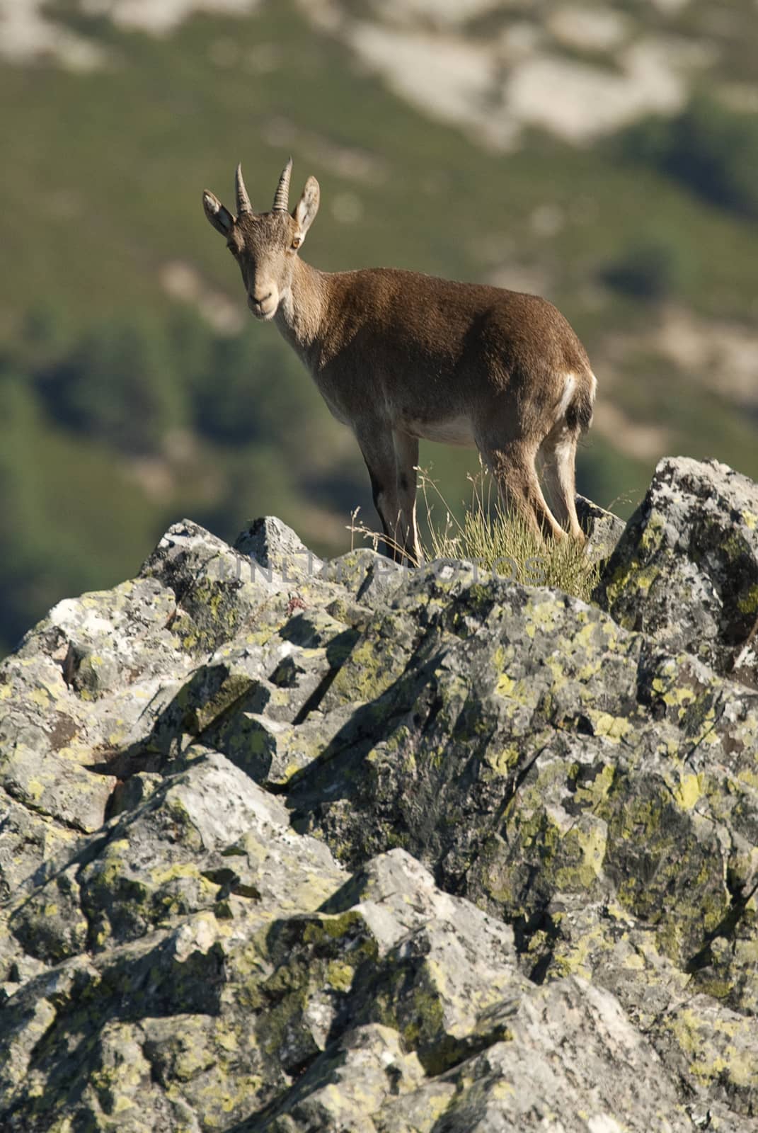 Iberian ibex, Capra pyrenaica, Iberian Ibex, Spain, on top of th by jalonsohu@gmail.com