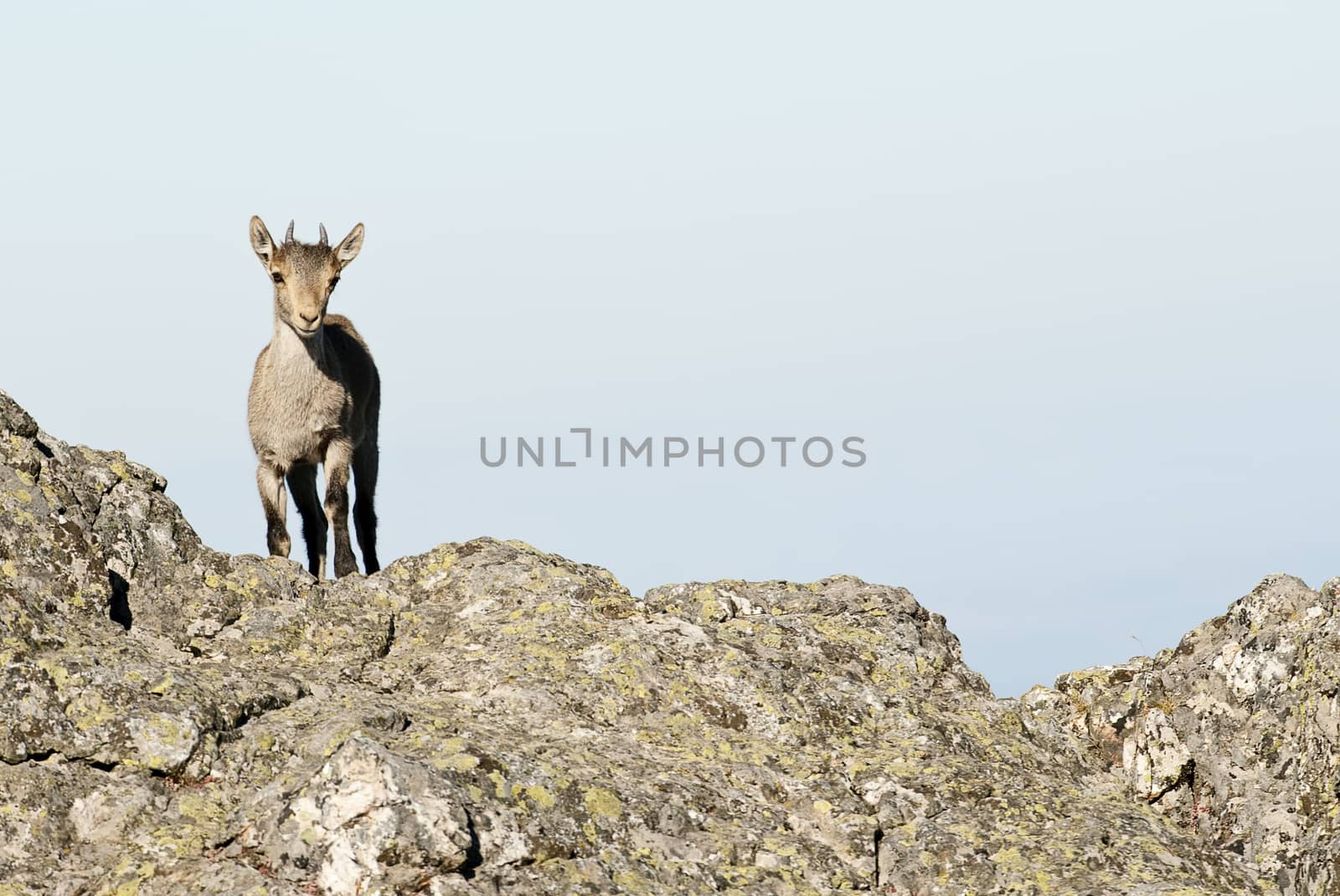 Iberian ibex, Capra pyrenaica, Iberian Ibex, Spain, on top of the rock