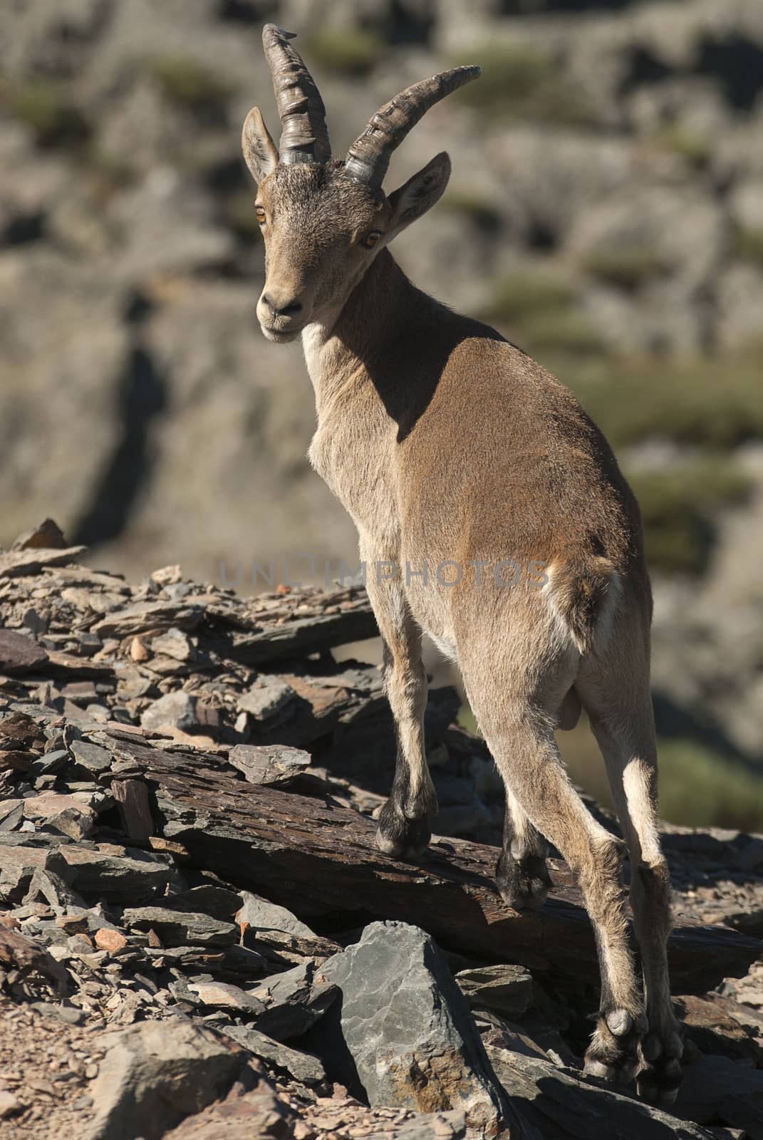 Iberian ibex, Capra pyrenaica, Iberian Ibex, Spain, on top of th by jalonsohu@gmail.com