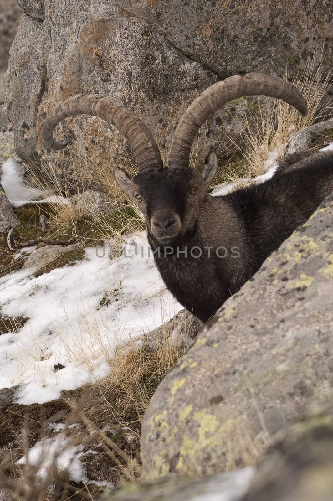 Mountain goat Iberian, Capra pyrenaica, Iberian Ibex, Spain, in  by jalonsohu@gmail.com