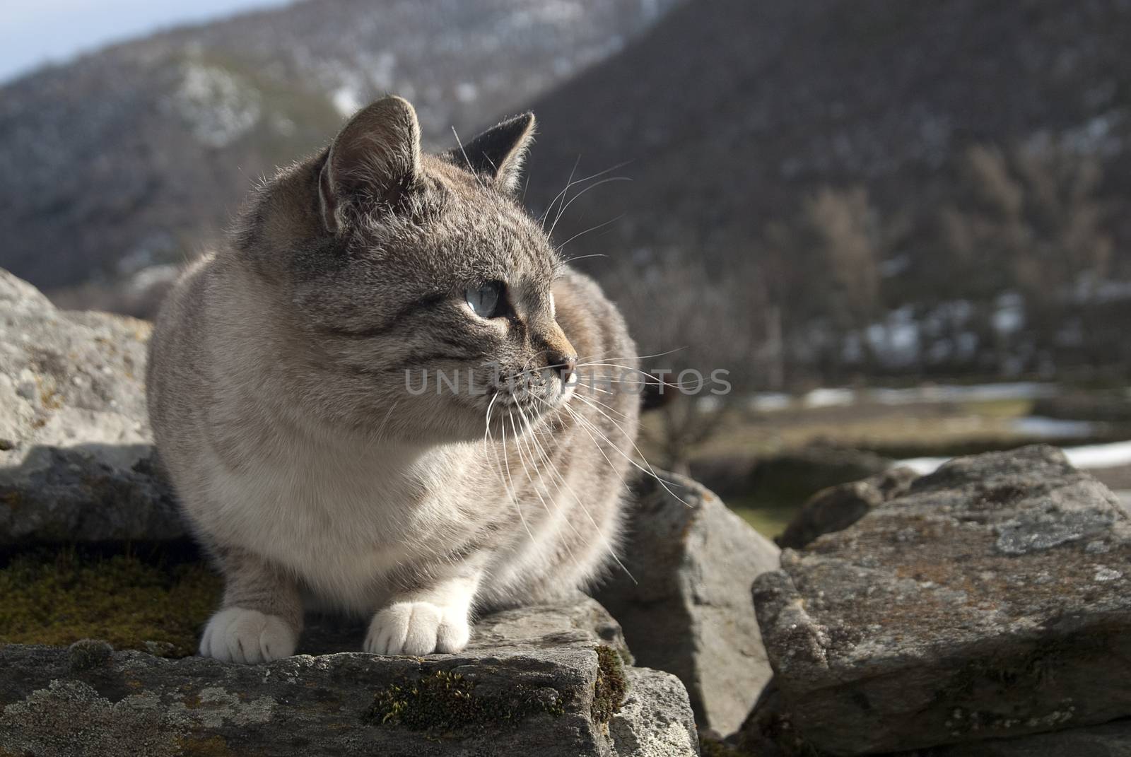 portrait of stray cat