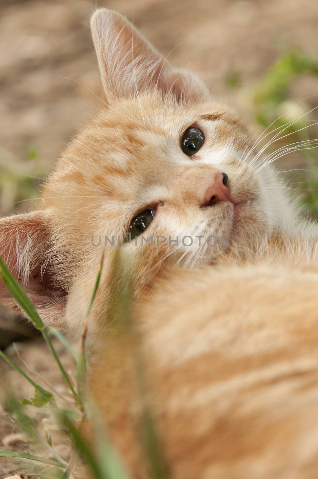 Puppy cat resting in the garden by jalonsohu@gmail.com