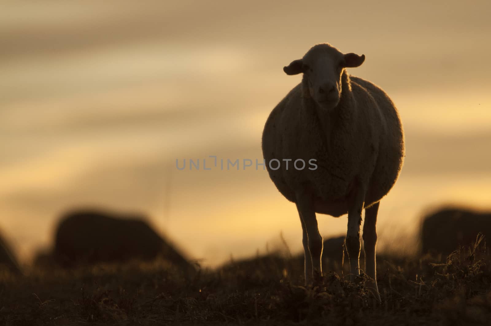 sheep eating at sunset, backlight