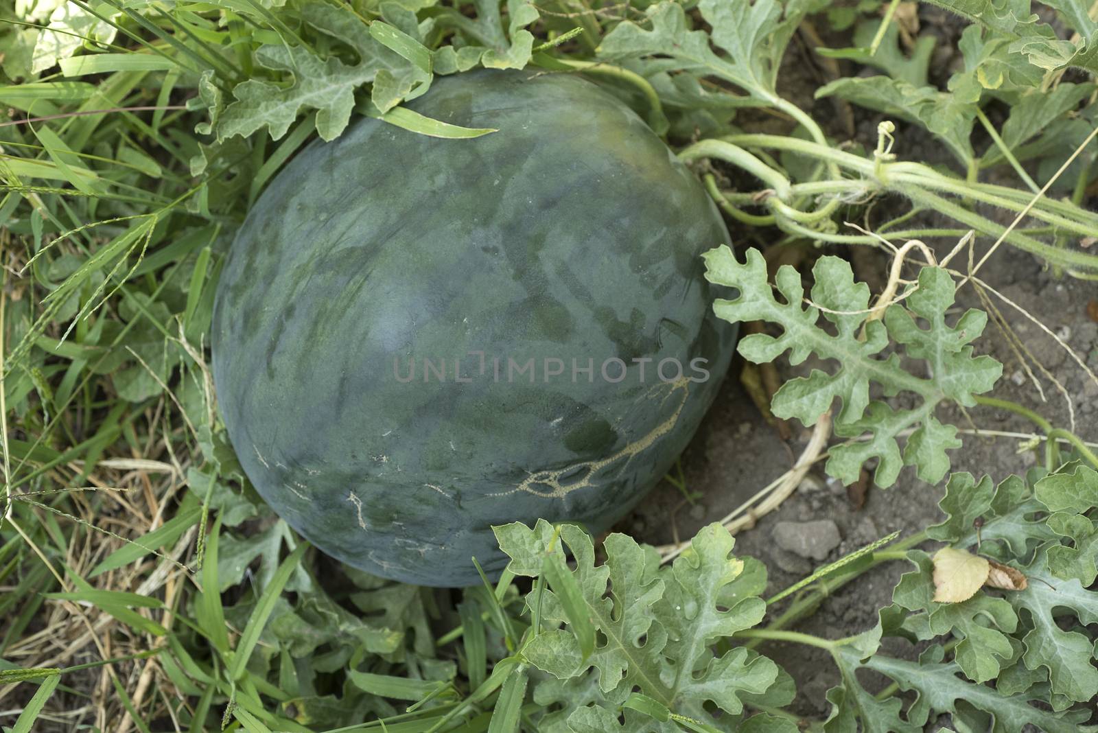 Watermelon in the garden, fruit, plant, leaves