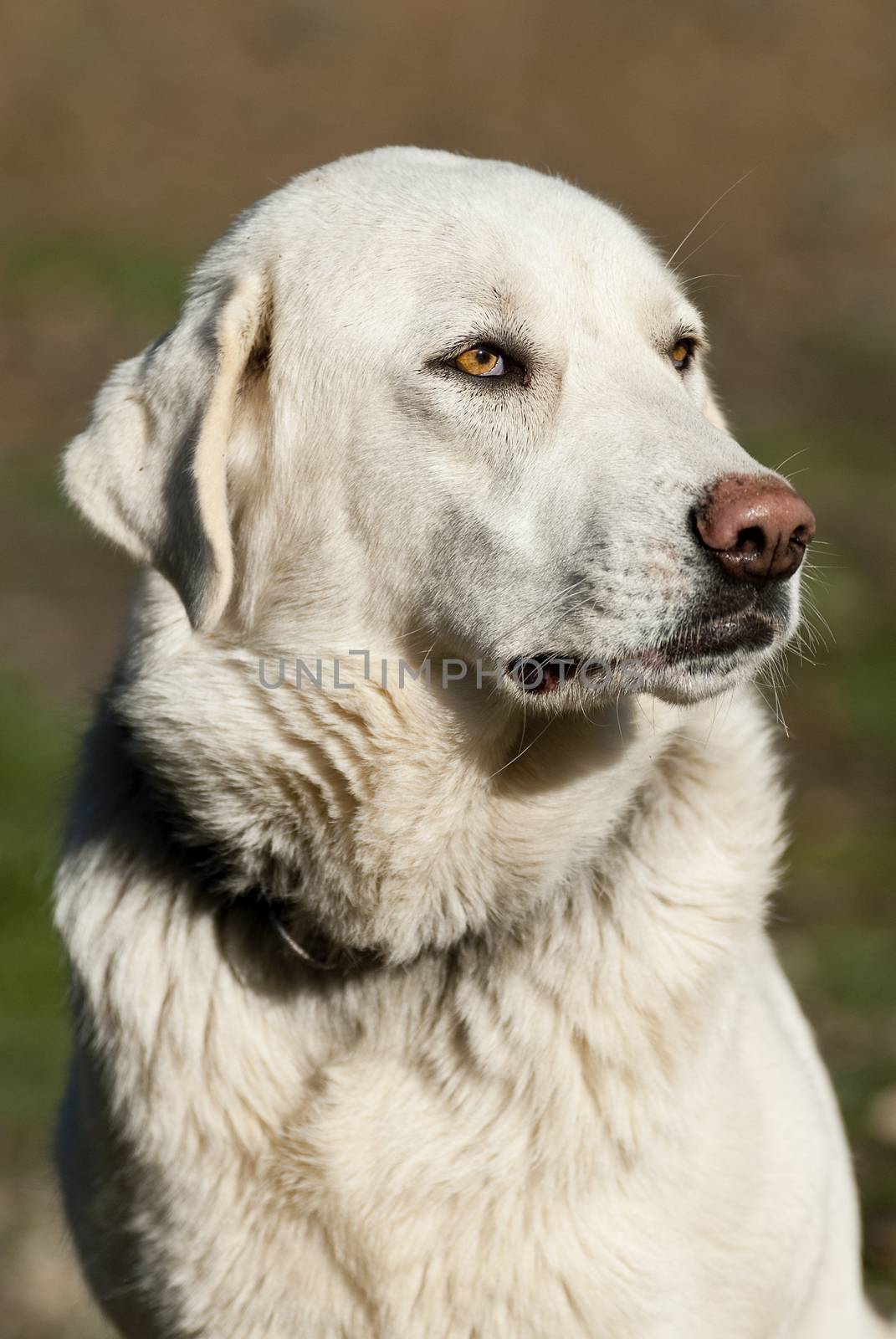 Portrait of sheepdog in a meadow, breed Mastin