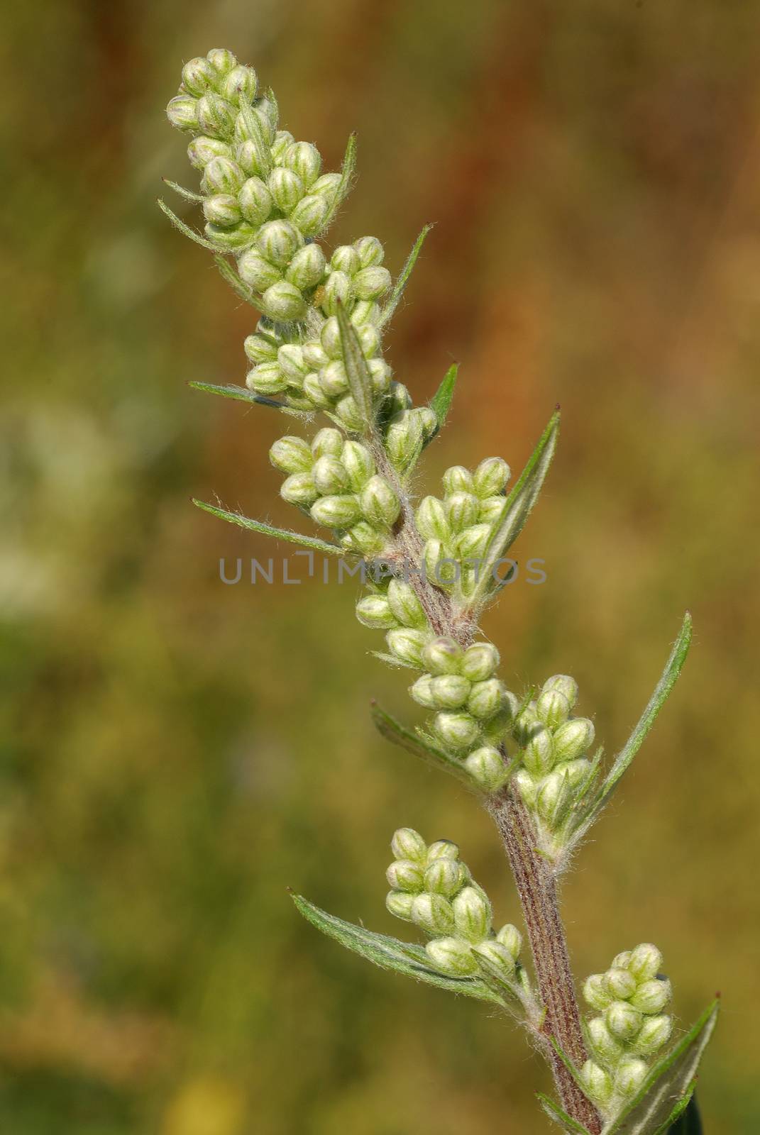 Artemisa vulgaris, Allergens Plants by jalonsohu@gmail.com