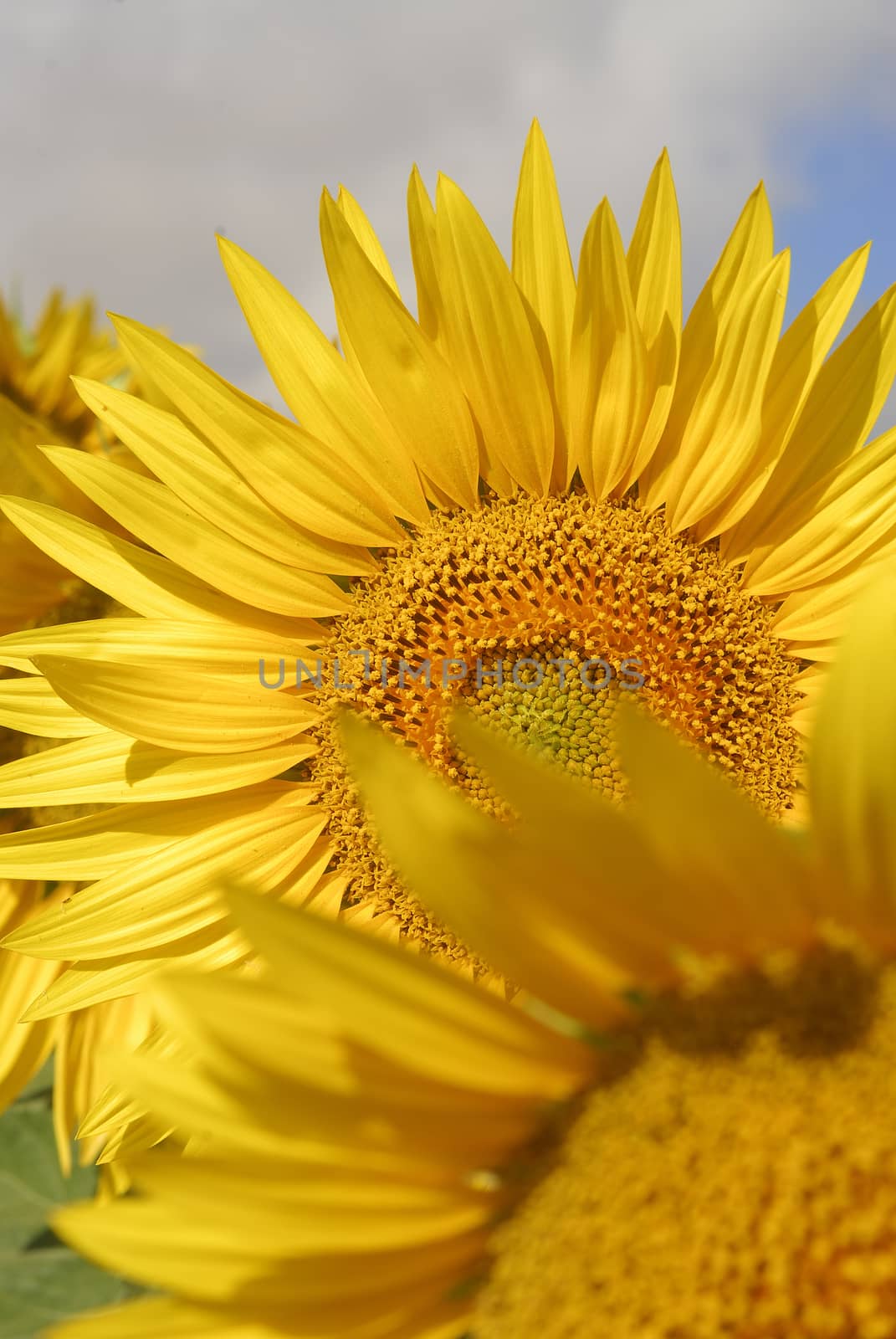 Helianthus annus, Sunflower, Allergens Plants by jalonsohu@gmail.com