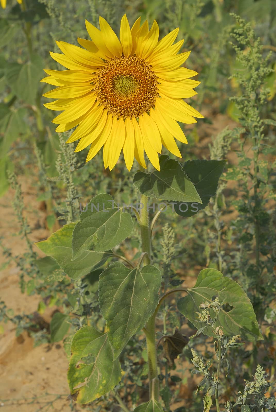 Helianthus annus, Sunflower, Allergens Plants