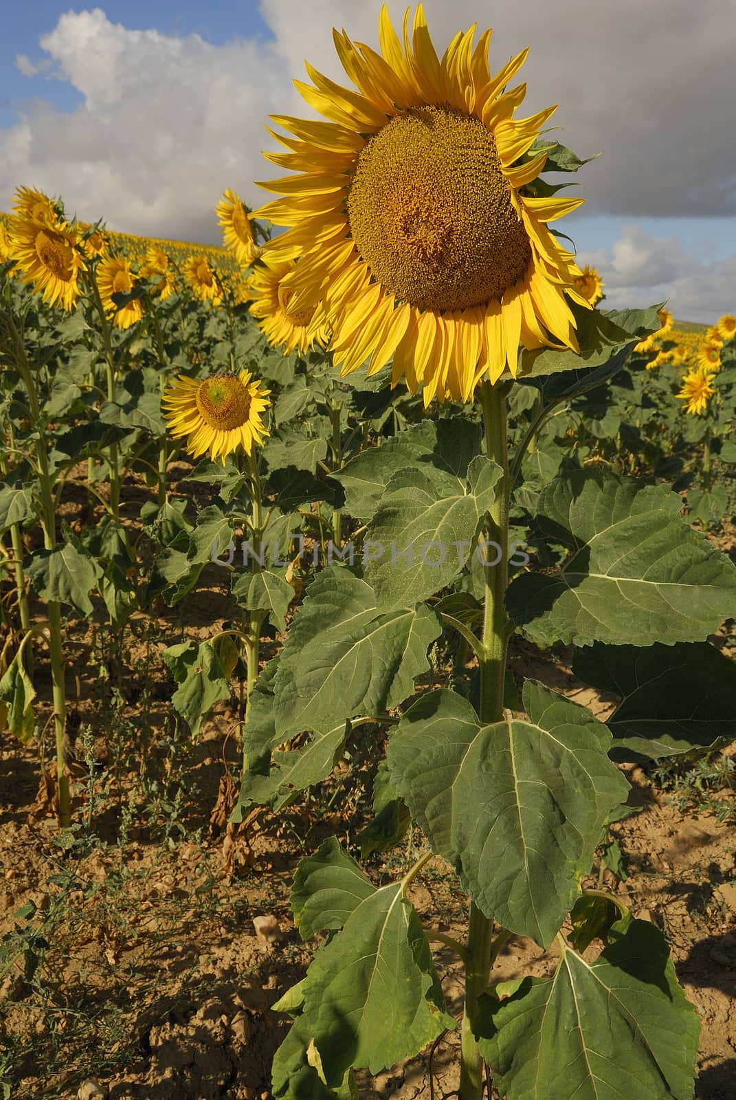 Helianthus annus, Sunflower, Allergens Plants by jalonsohu@gmail.com
