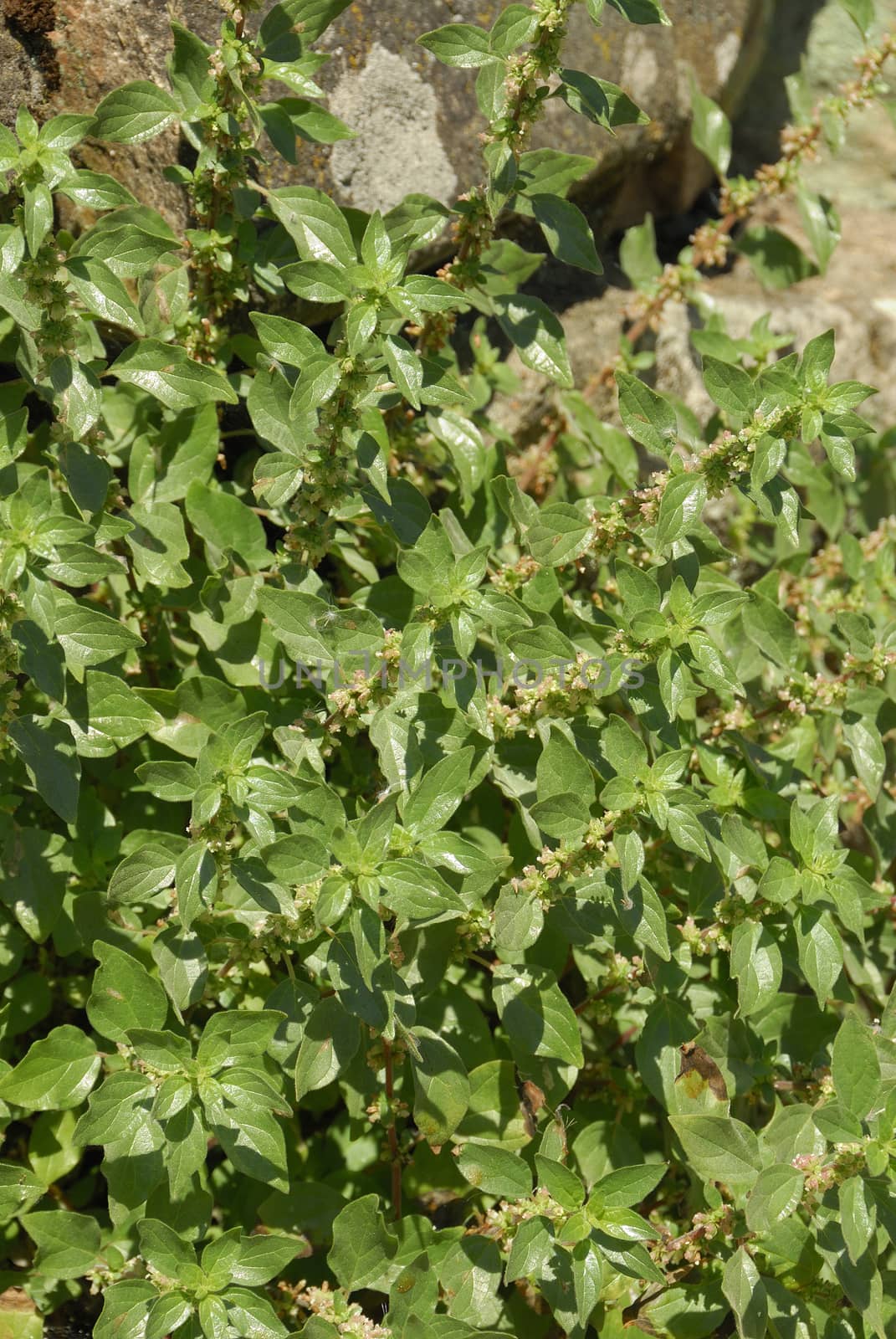Parietaria judaica, Allergens Plants