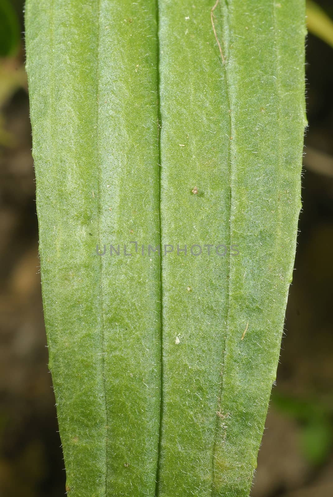 Plantago lanceolata, Allergens Plants