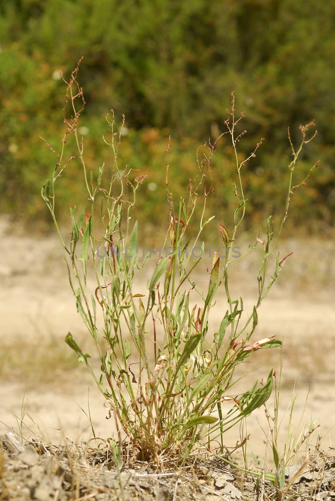 Rumex acetosella, Allergens Plants by jalonsohu@gmail.com