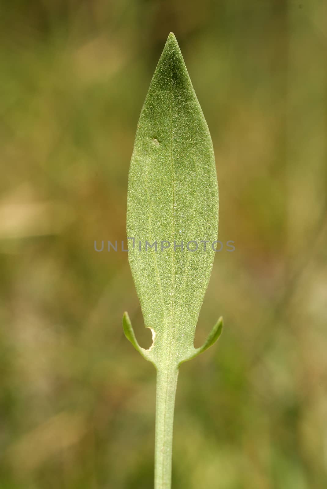 Rumex acetosella, Allergens Plants by jalonsohu@gmail.com