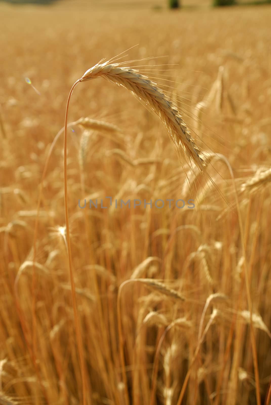 Secale cereal, Rye, Allergens Plants by jalonsohu@gmail.com