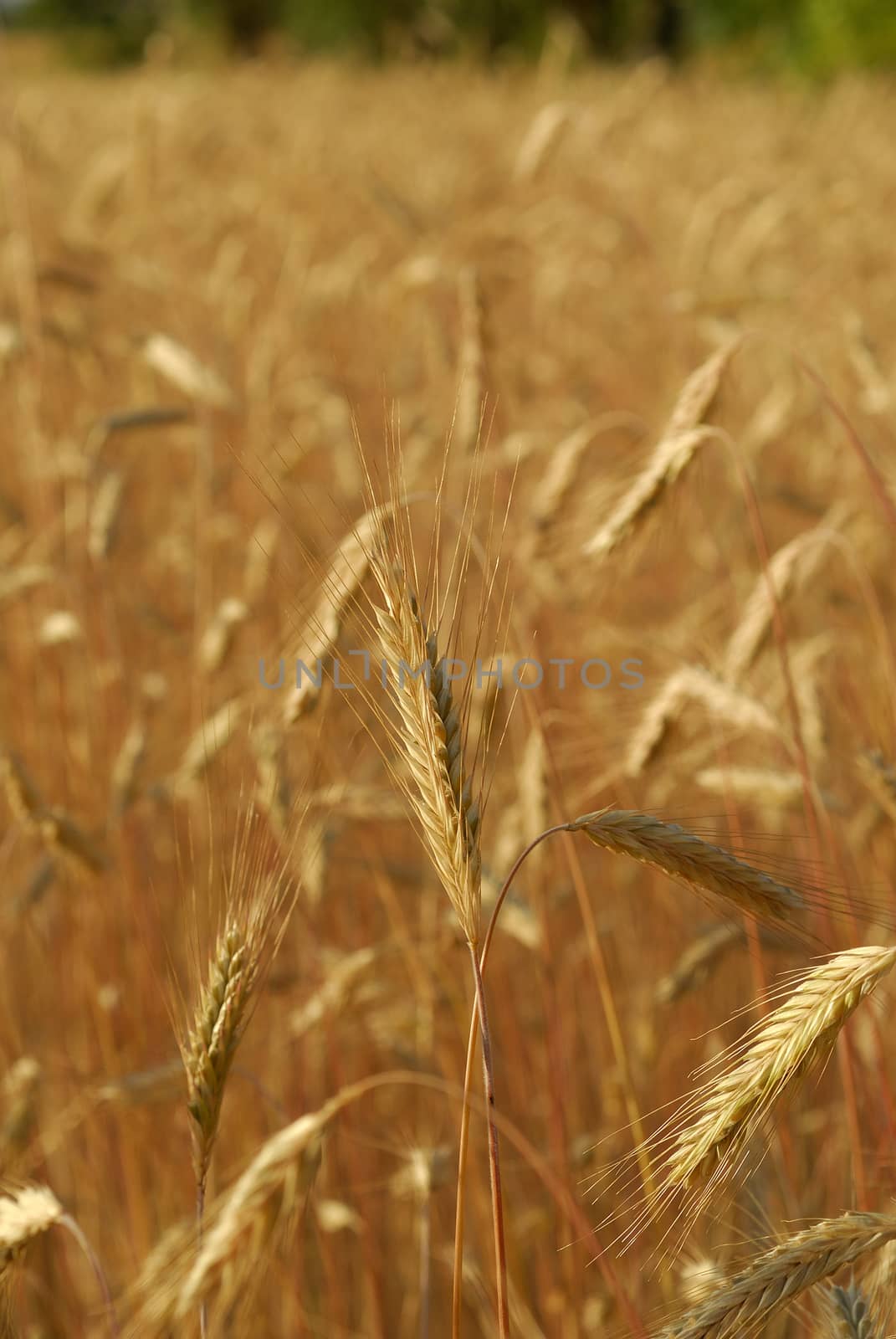 Secale cereal, Rye, Allergens Plants by jalonsohu@gmail.com