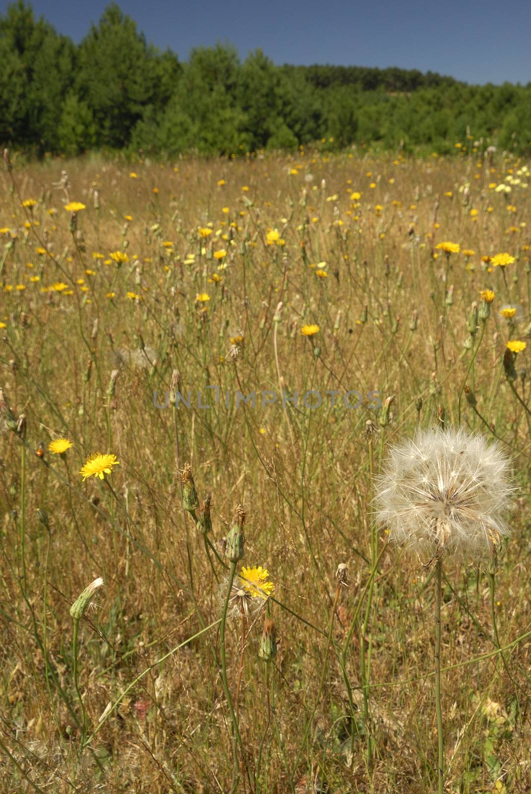 Taraxacum officinale, Allergens Plants