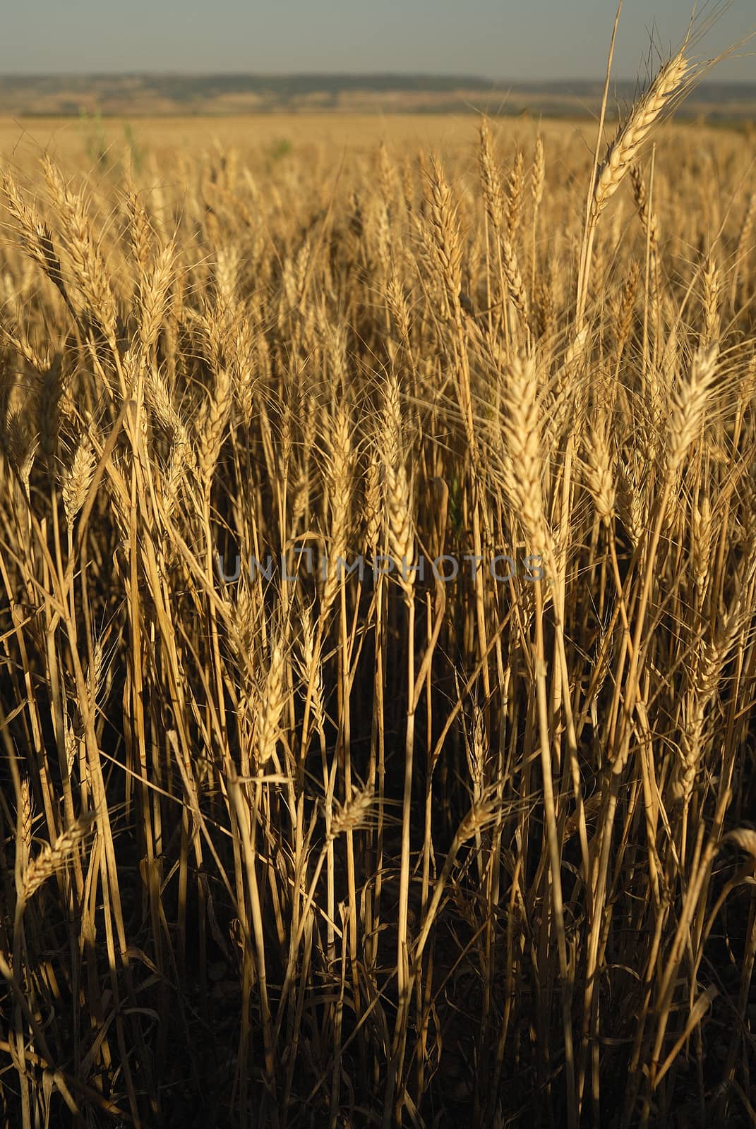 Triticum aestivum,Wheat, Allergens Plants  by jalonsohu@gmail.com
