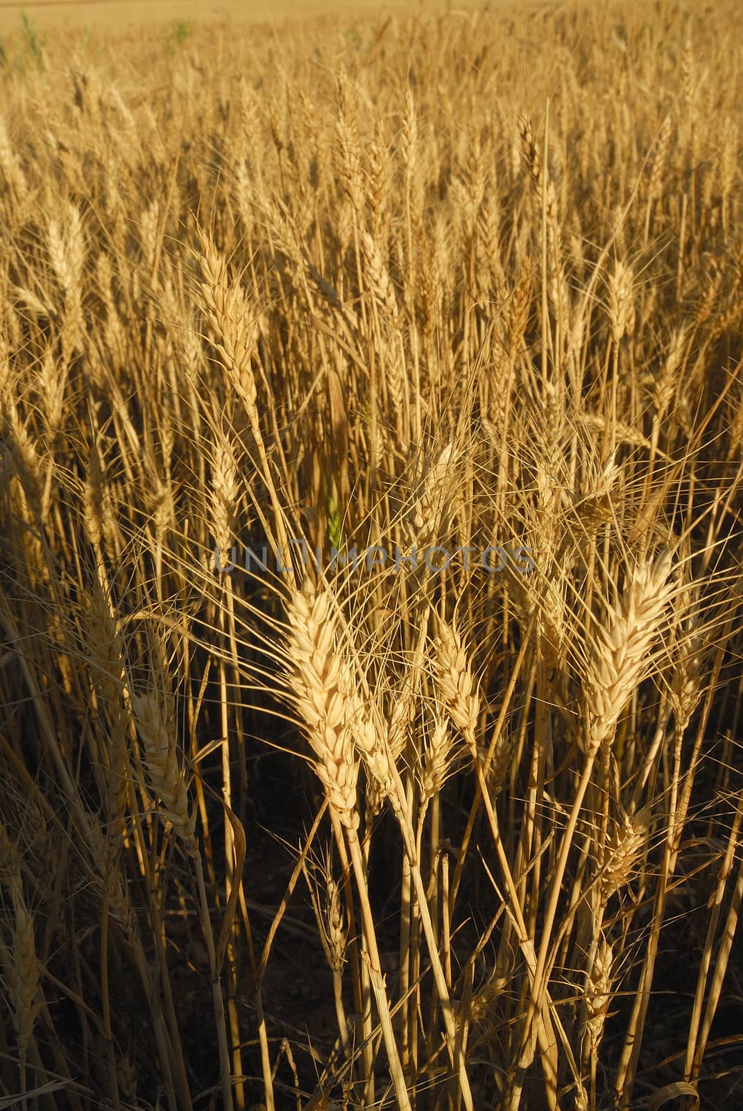 Triticum aestivum,Wheat, Allergens Plants