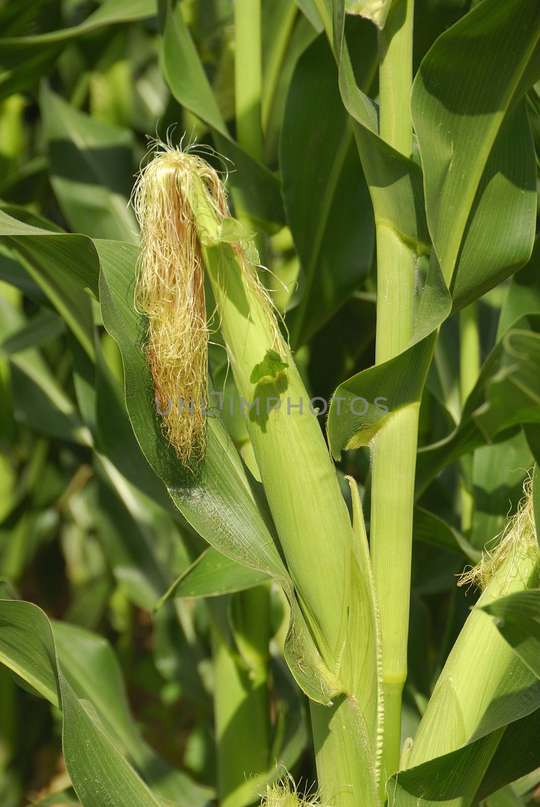 Zea mays, Corn, Allergens Plants by jalonsohu@gmail.com
