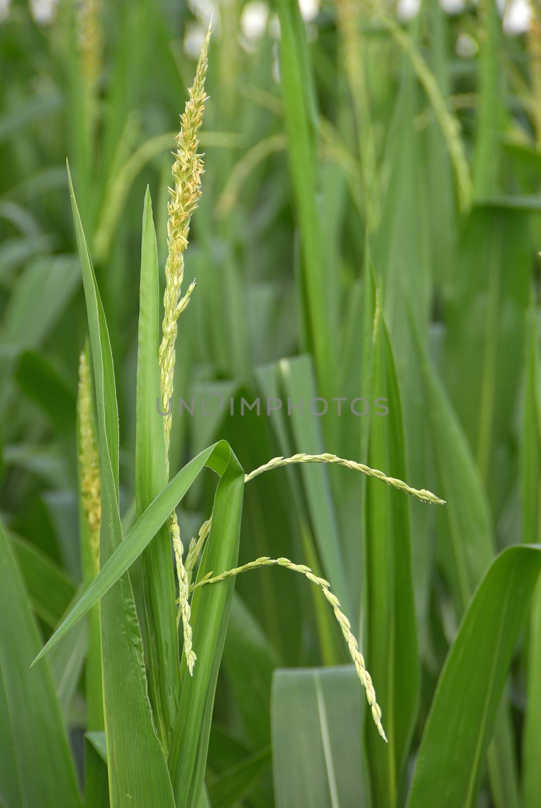 Zea mays, Corn, Allergens Plants by jalonsohu@gmail.com