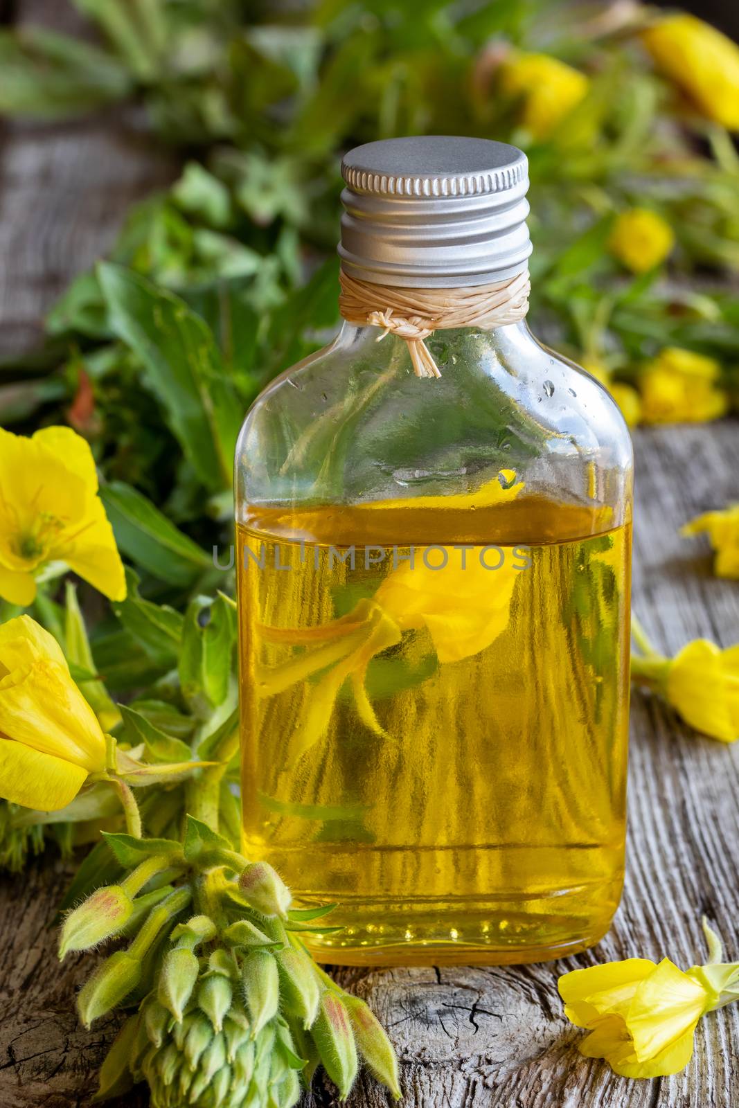 A bottle of evening primrose oil and fresh blooming plant 