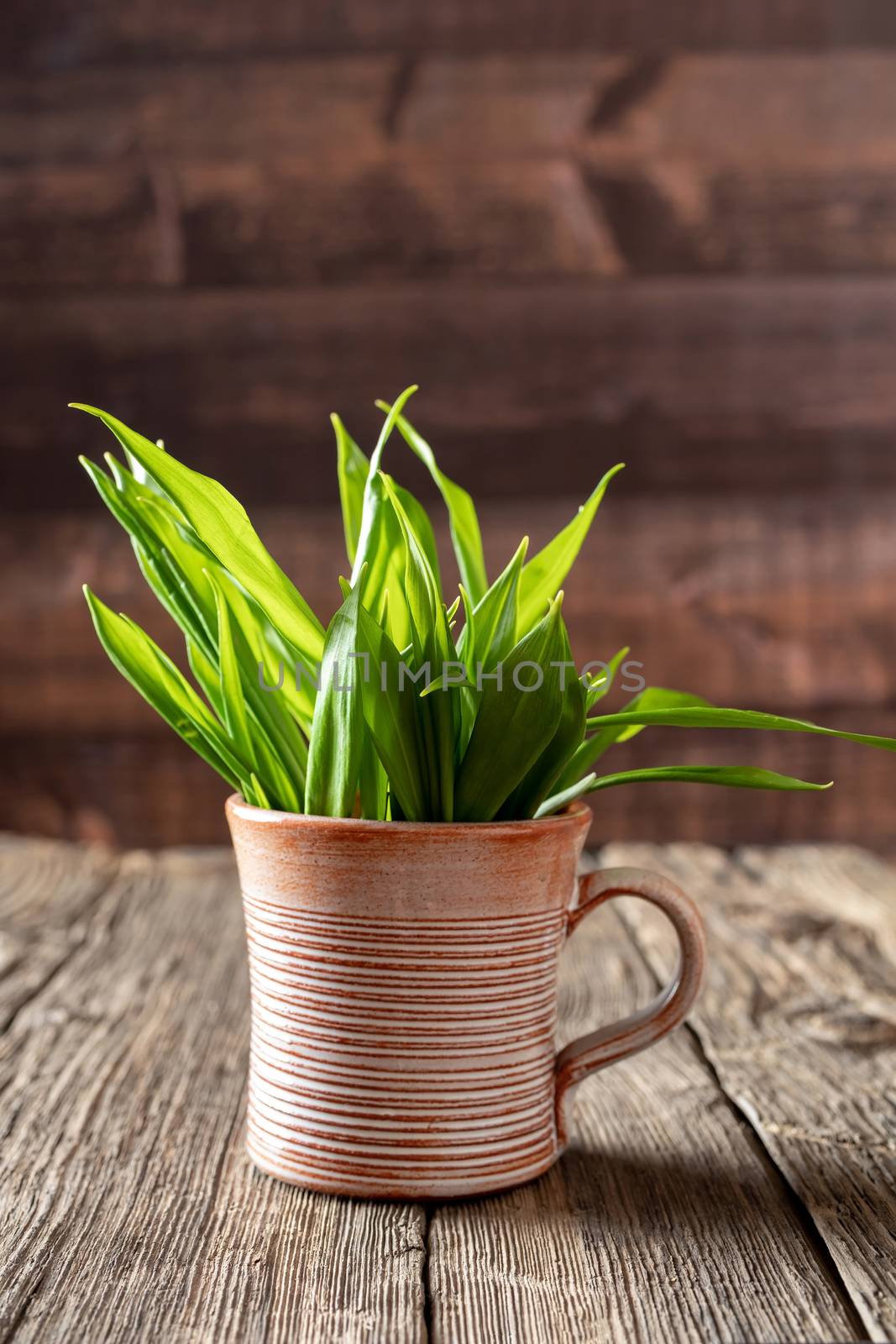 Fresh wild garlic leaves in a cup by madeleine_steinbach