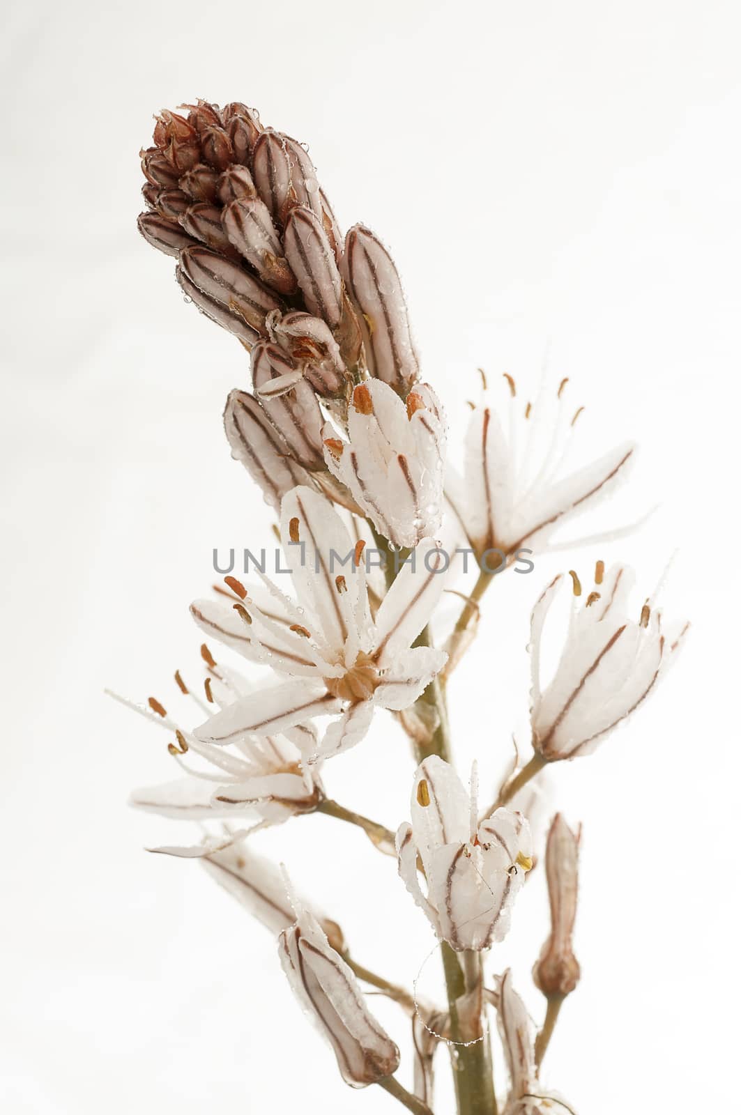 Asphodelus albus, with white background white asphode by jalonsohu@gmail.com