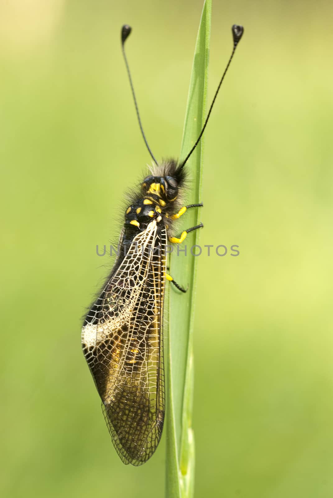 close-up of Ascalaphus libelluloides, Owlfly by jalonsohu@gmail.com