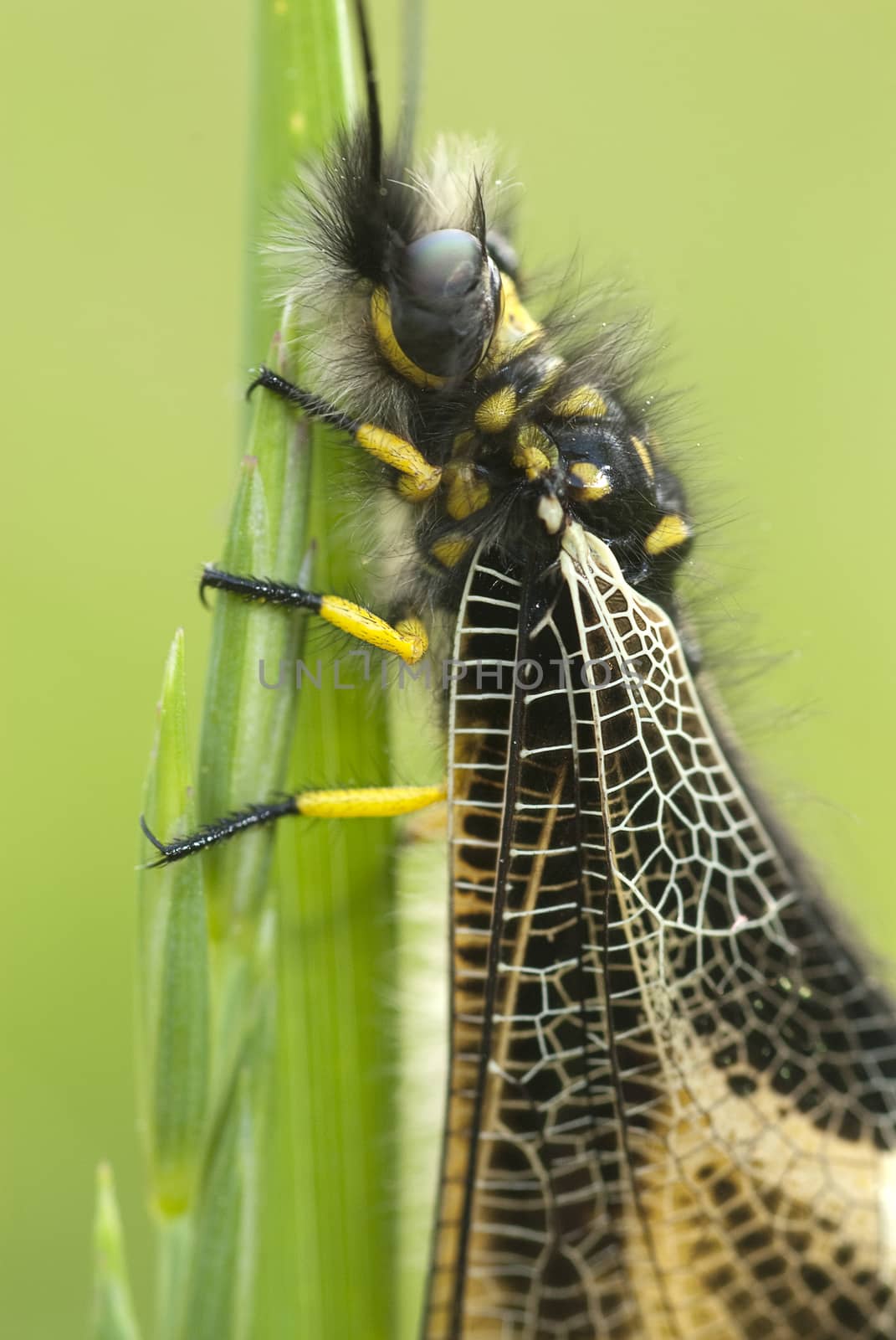 close-up of Ascalaphus libelluloides, Owlfly