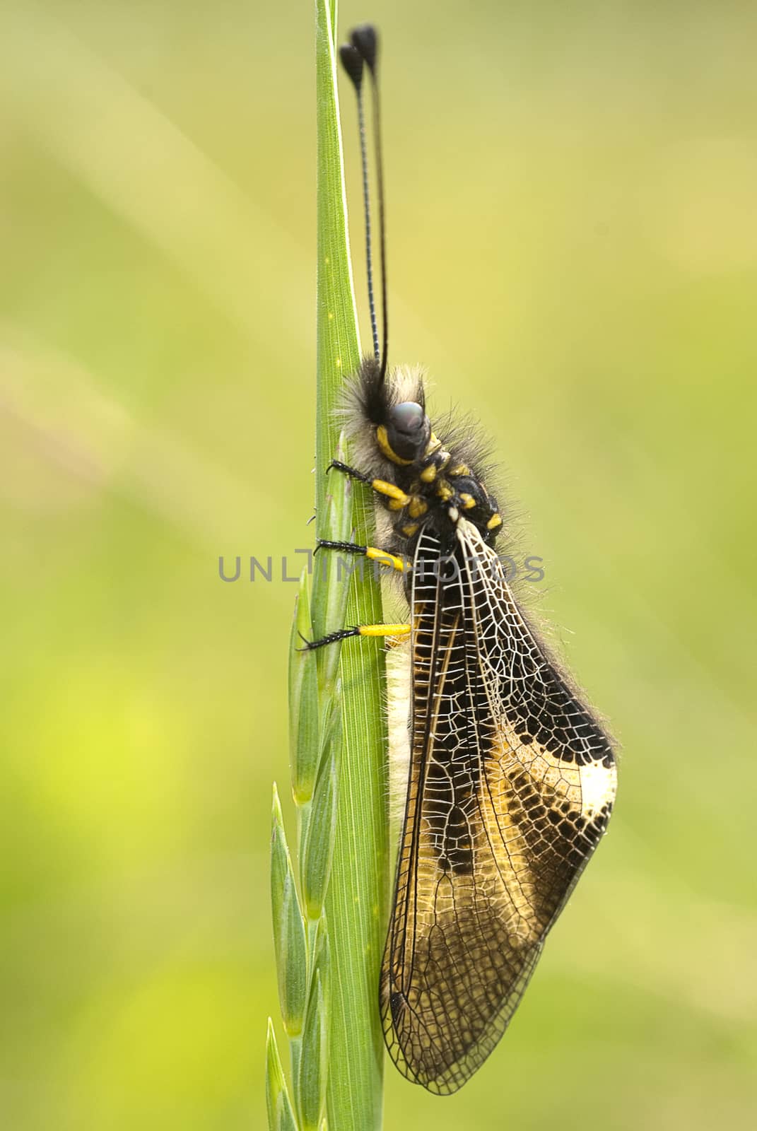 close-up of Ascalaphus libelluloides, Owlfly by jalonsohu@gmail.com