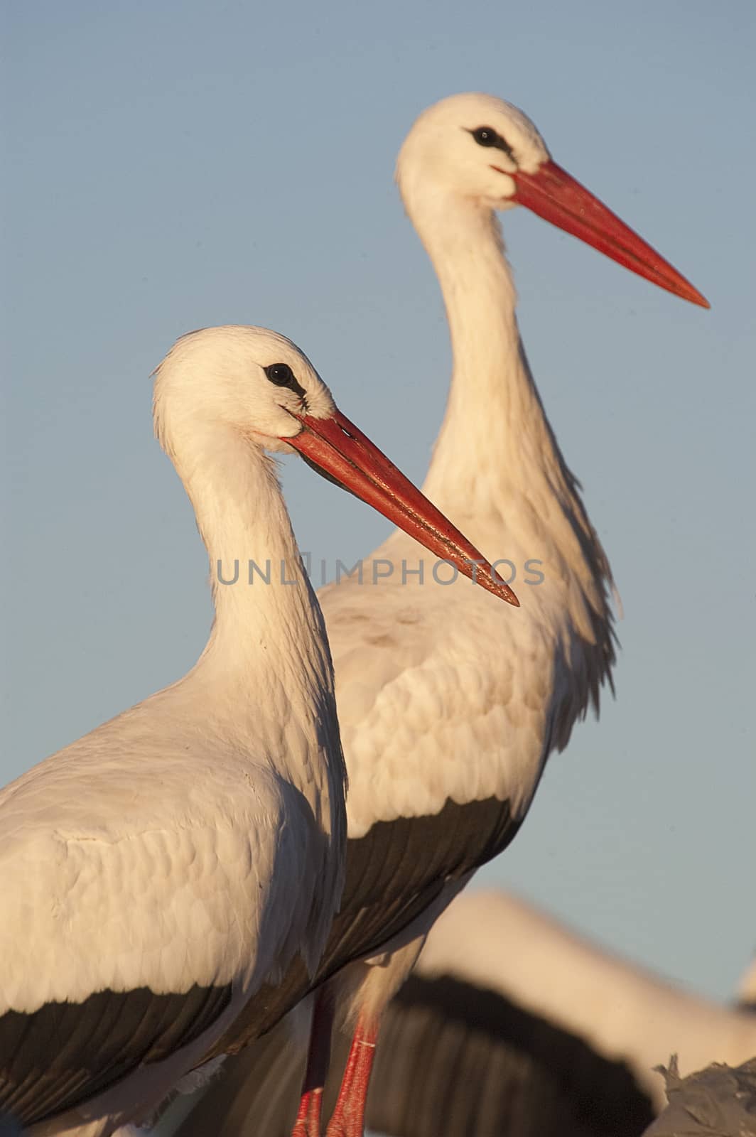 Close-up of white stork, Ciconia ciconia by jalonsohu@gmail.com