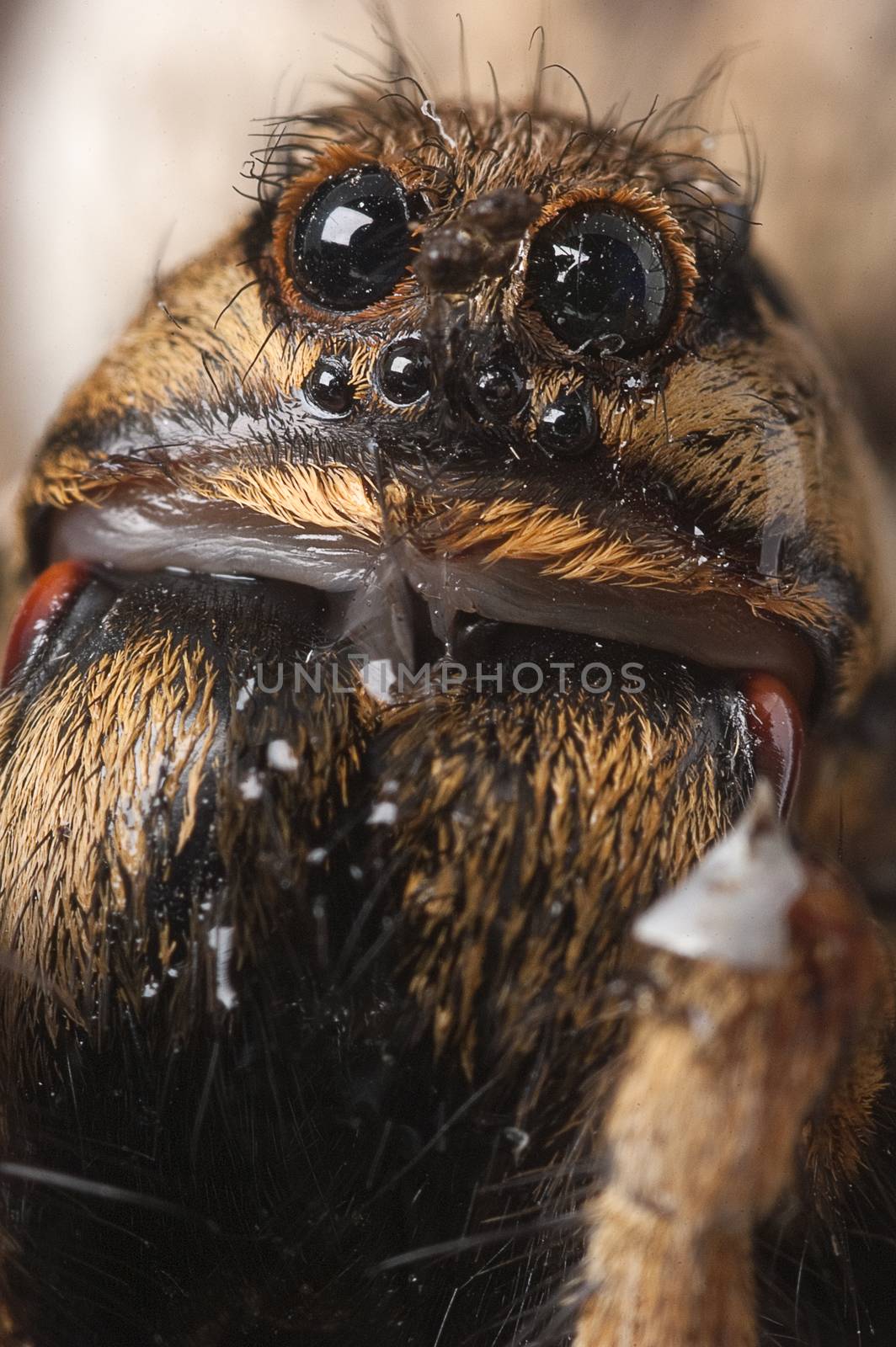 Closeup wolf spider species,Lycosa tarantula by jalonsohu@gmail.com